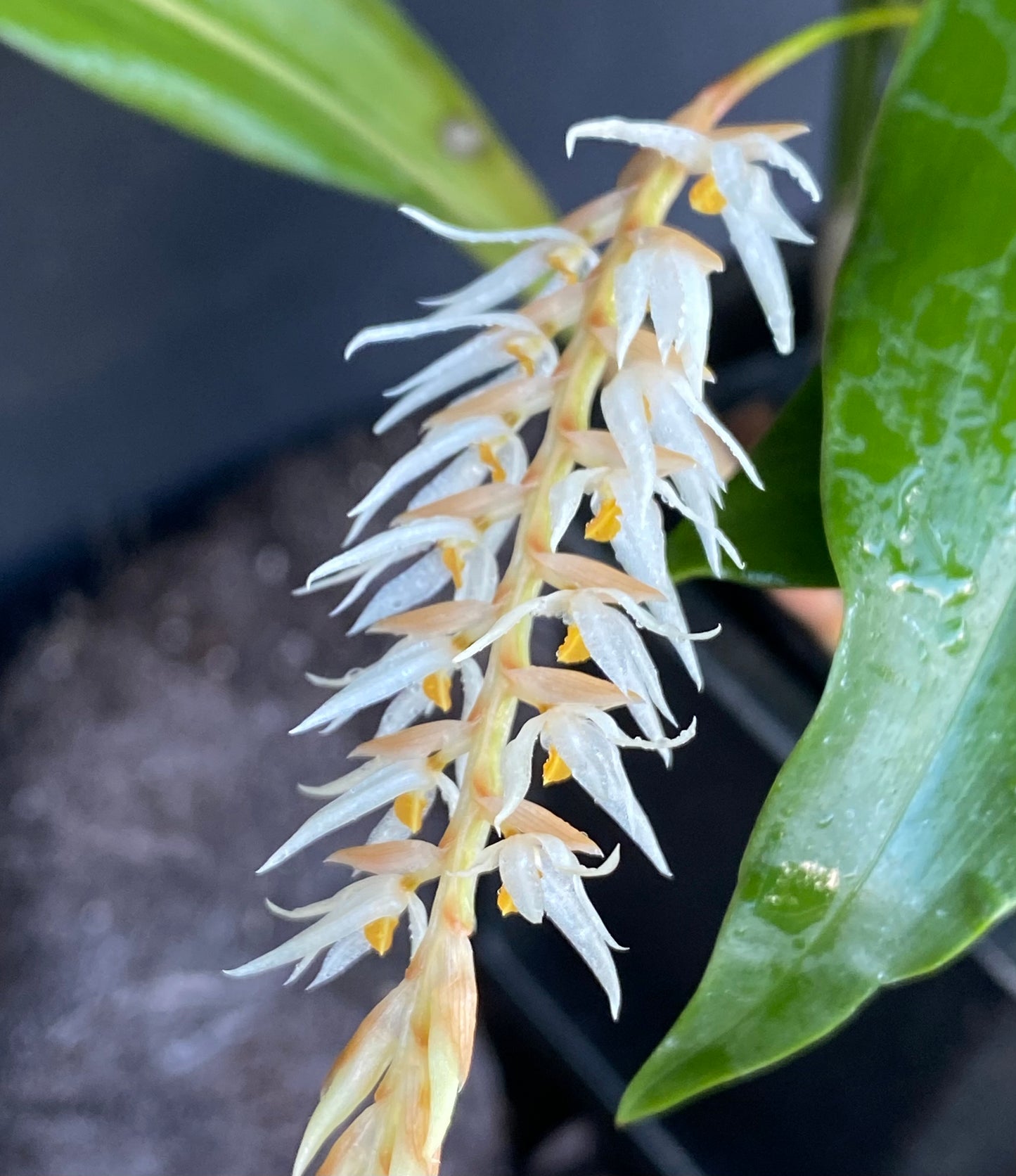 Dendrochilum glumaceum