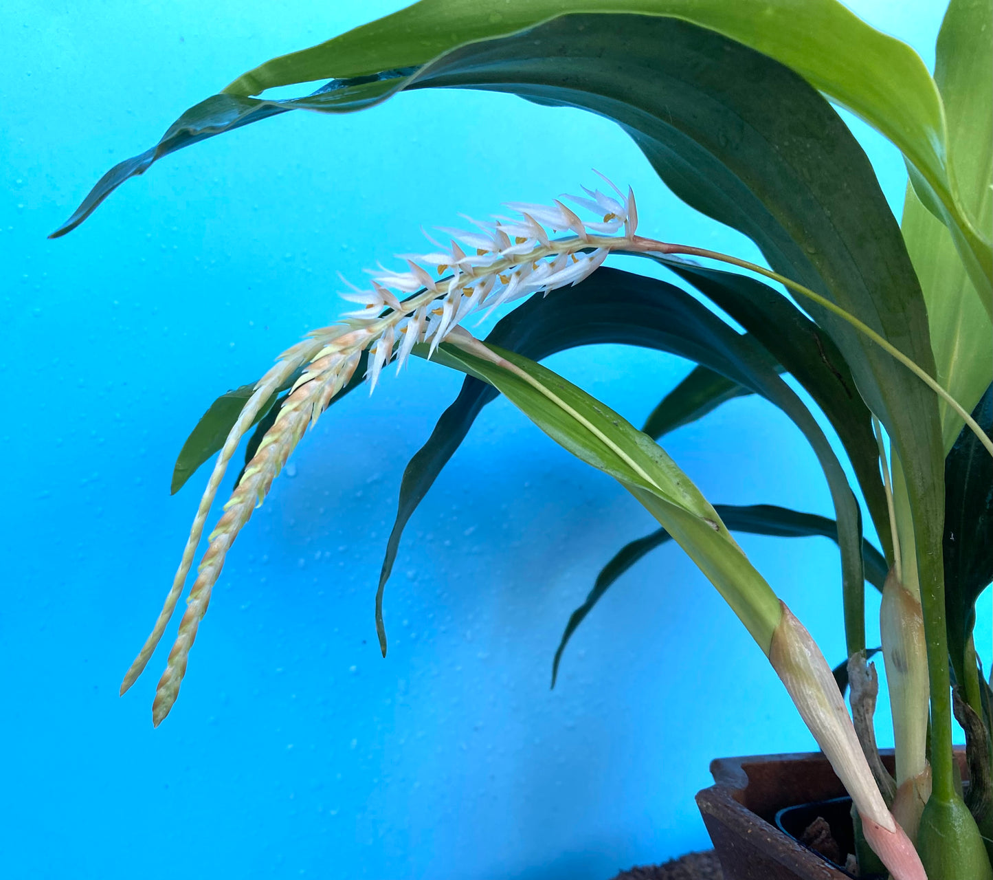 Dendrochilum glumaceum