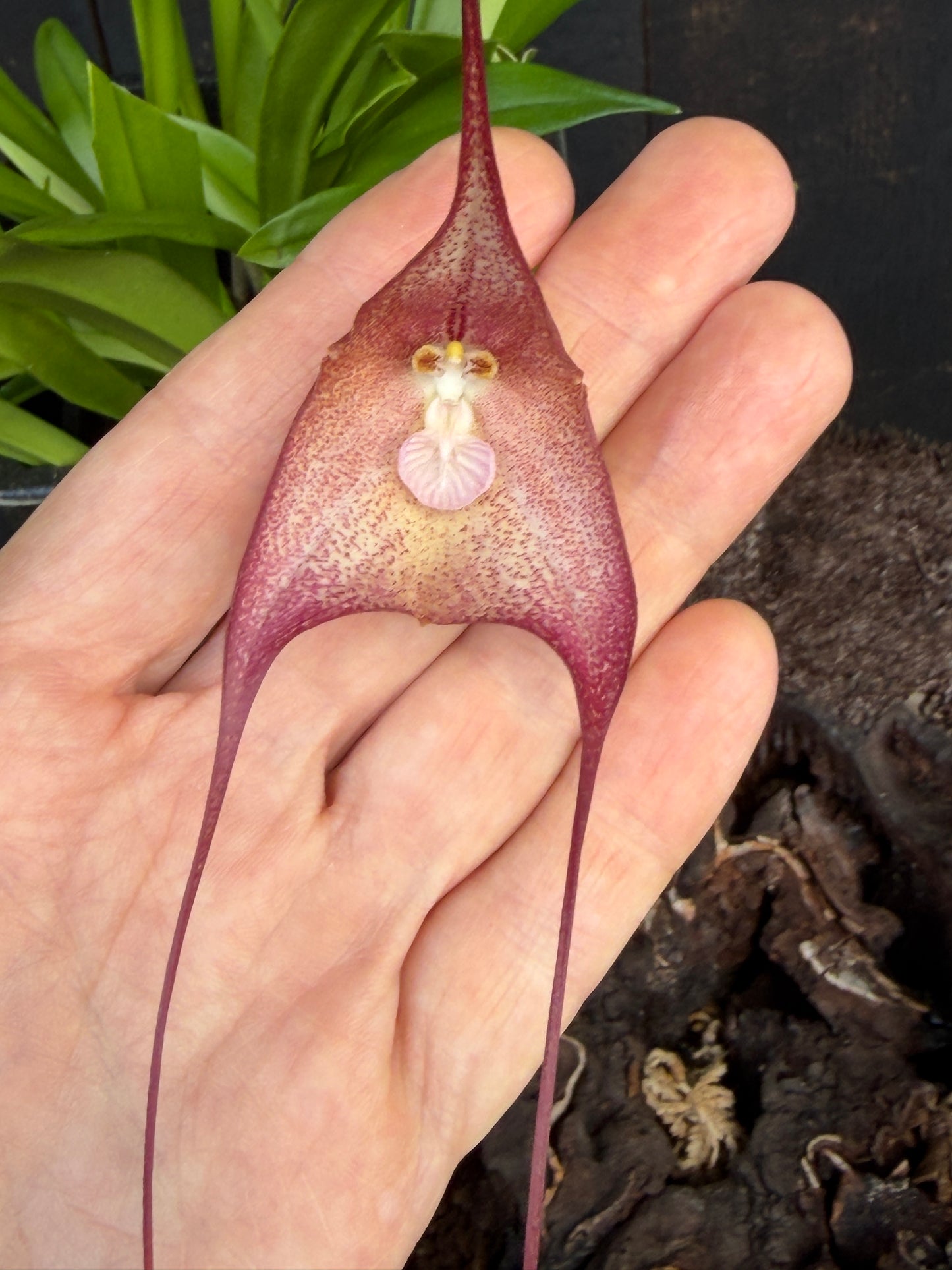 Drac. Quasidmodo 'Gargoyle' AM/AOS