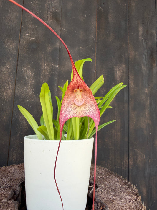 Drac. Quasidmodo 'Gargoyle' AM/AOS