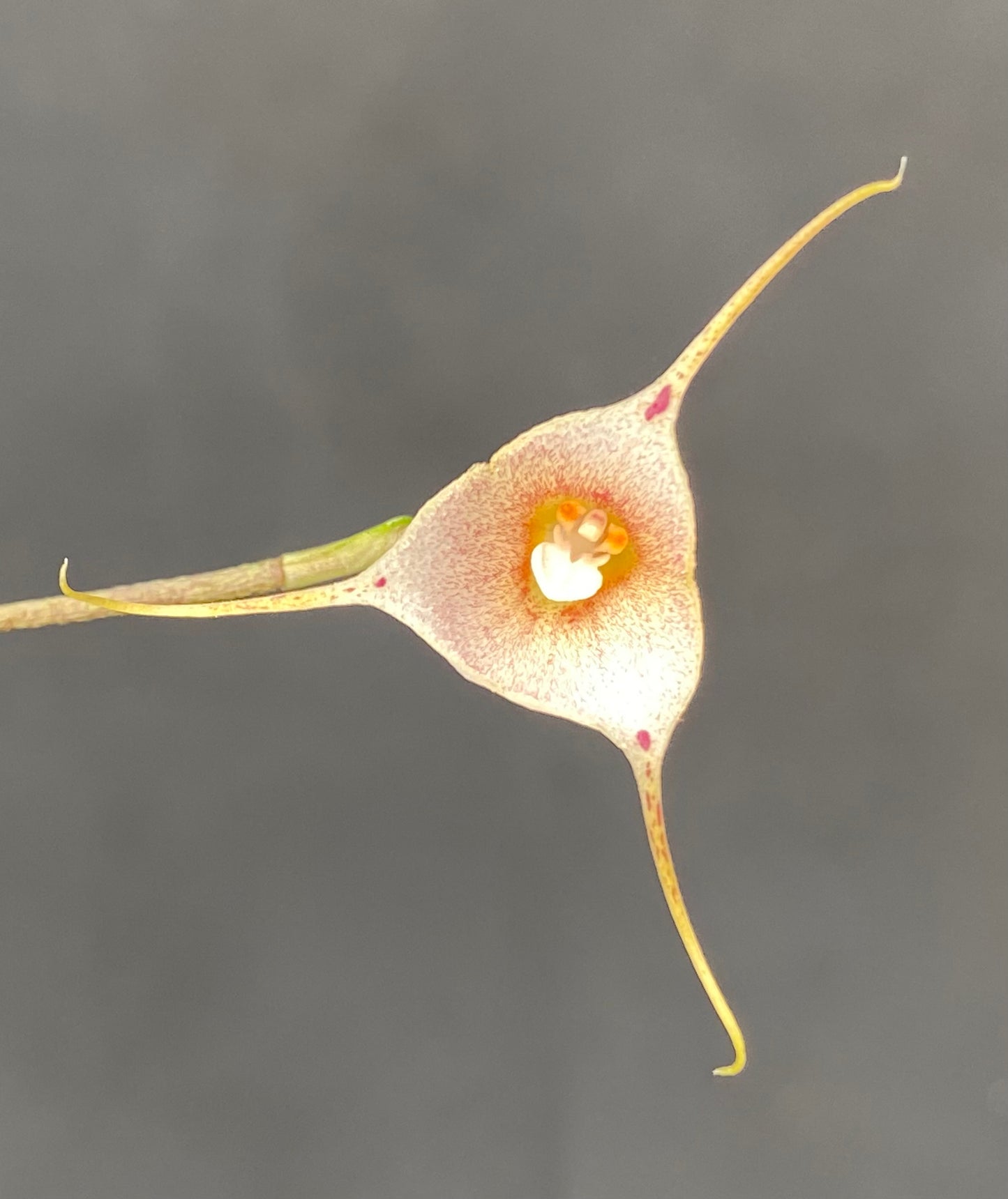 Dracula inaequalis, the Monkey Face orchid~in spike!