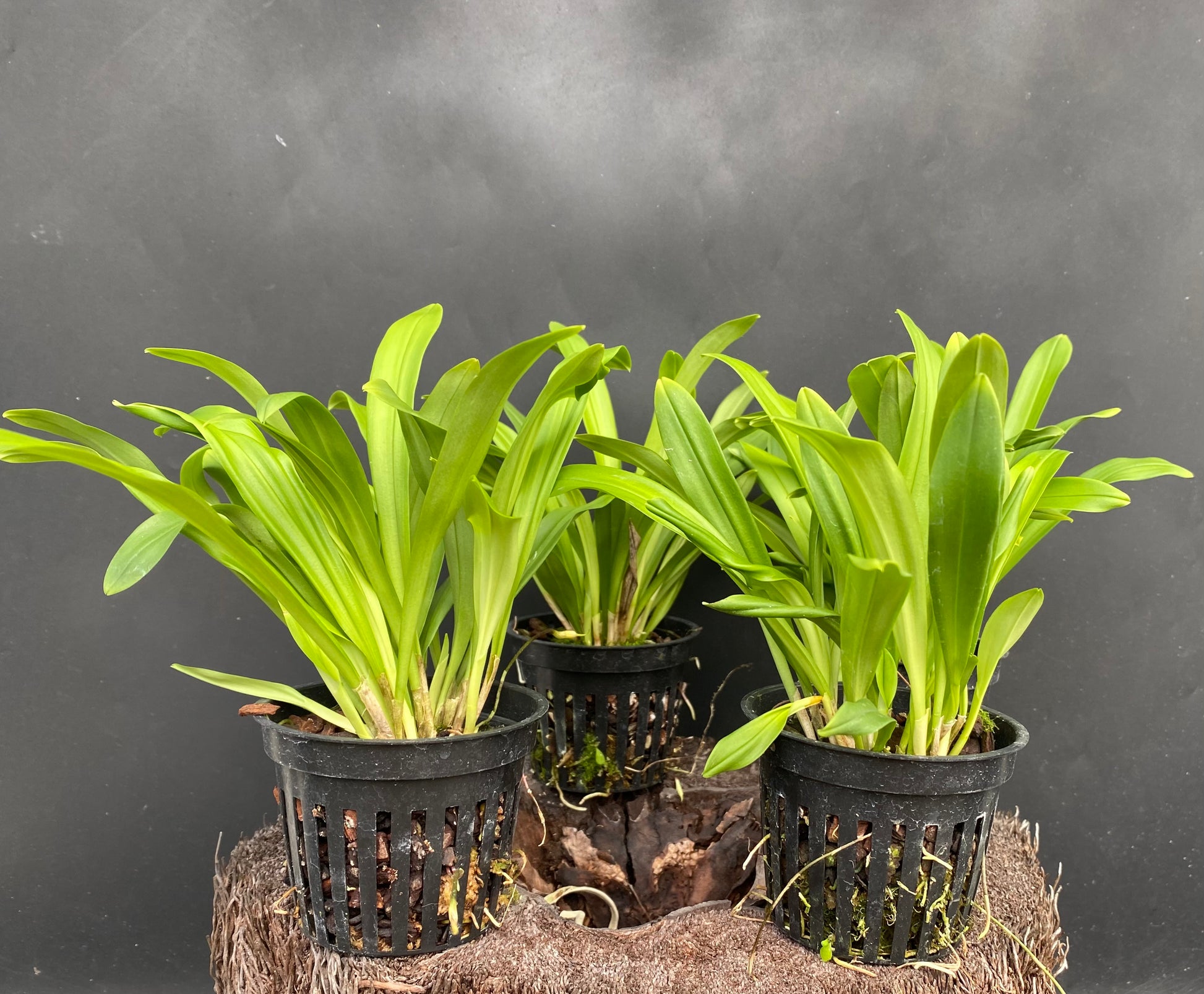 dracula house plant Dracula inaequalis, the Monkey Face orchid~in spike! – Kalapana Orchid Farm