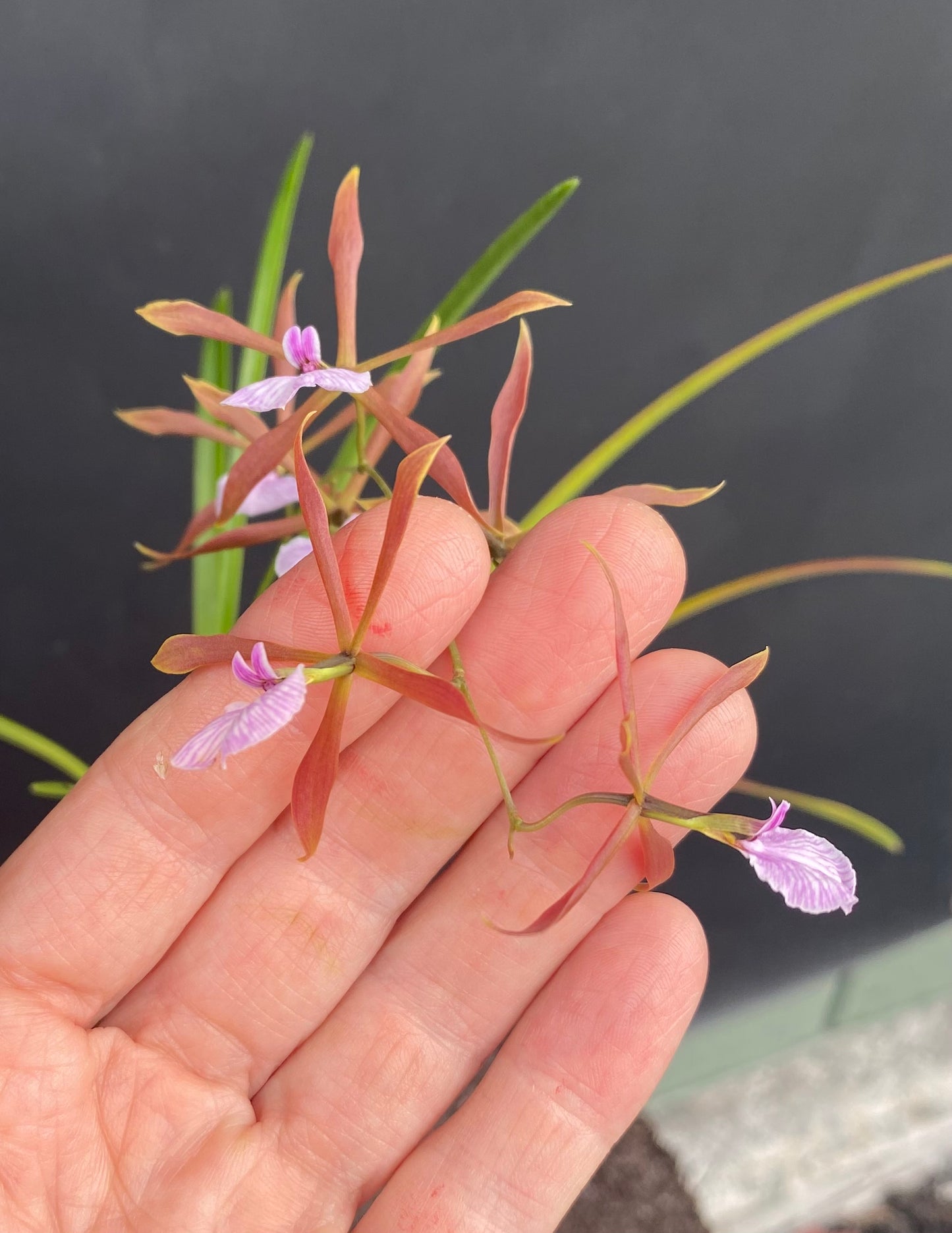 Encyclia bractescens