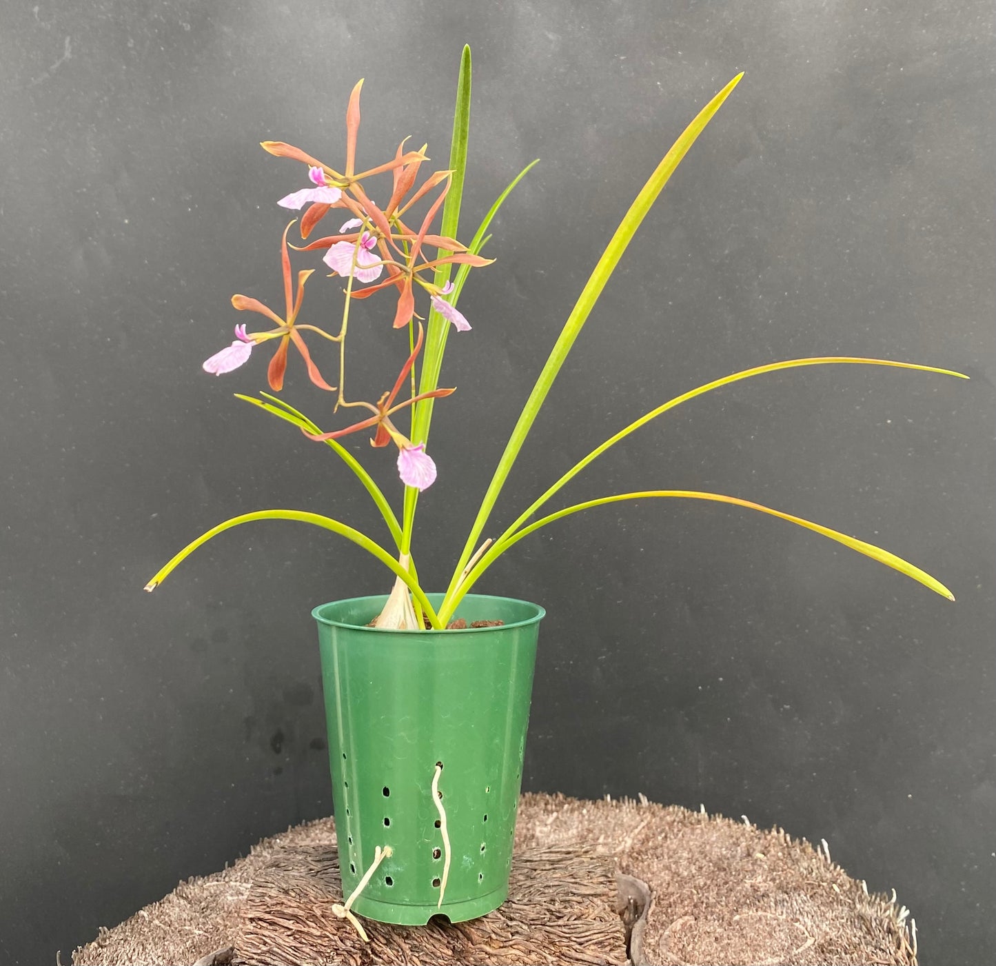 Encyclia bractescens