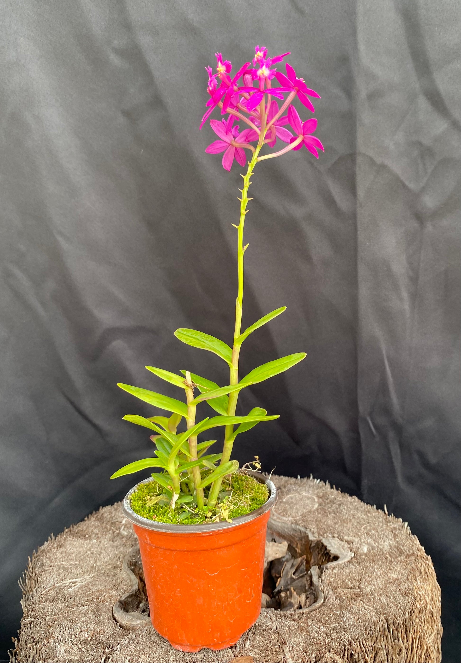 epidendrum potting mix Epidendrum Miracle Valley 'Nodeshika'