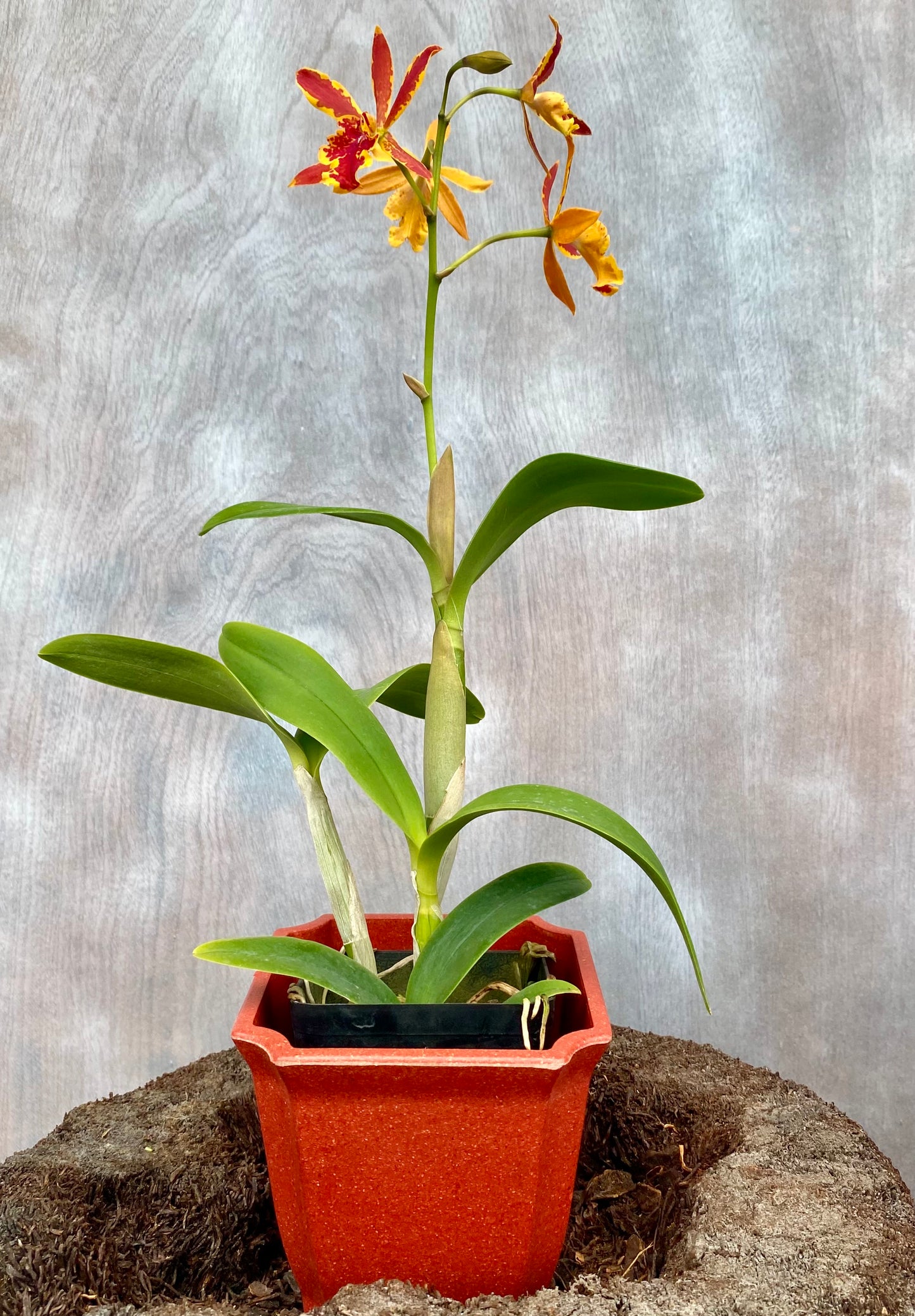 Eplc. Volcano Trick 'Paradise'