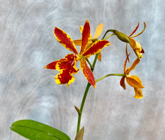 Eplc. Volcano Trick 'Paradise'