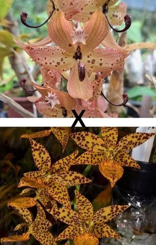 Cyc. Jean Monnier 'Dark Spots' x Cycd. Freckled Sweetheart
