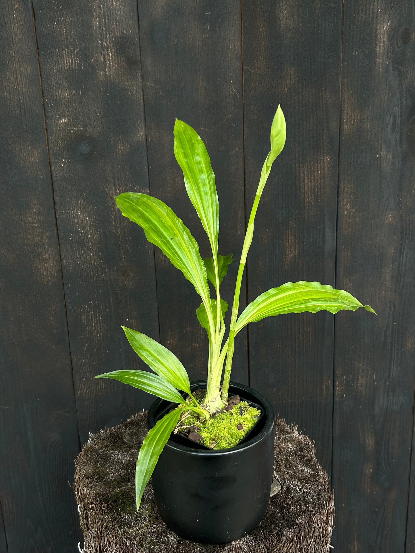 Gastrophaius Cooksoniae