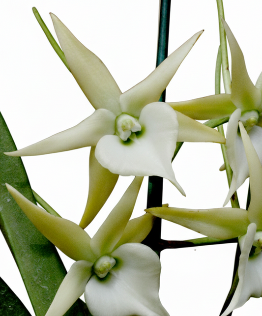 Angcm. Veitchii (Angcm. superbum x sesquipedale)