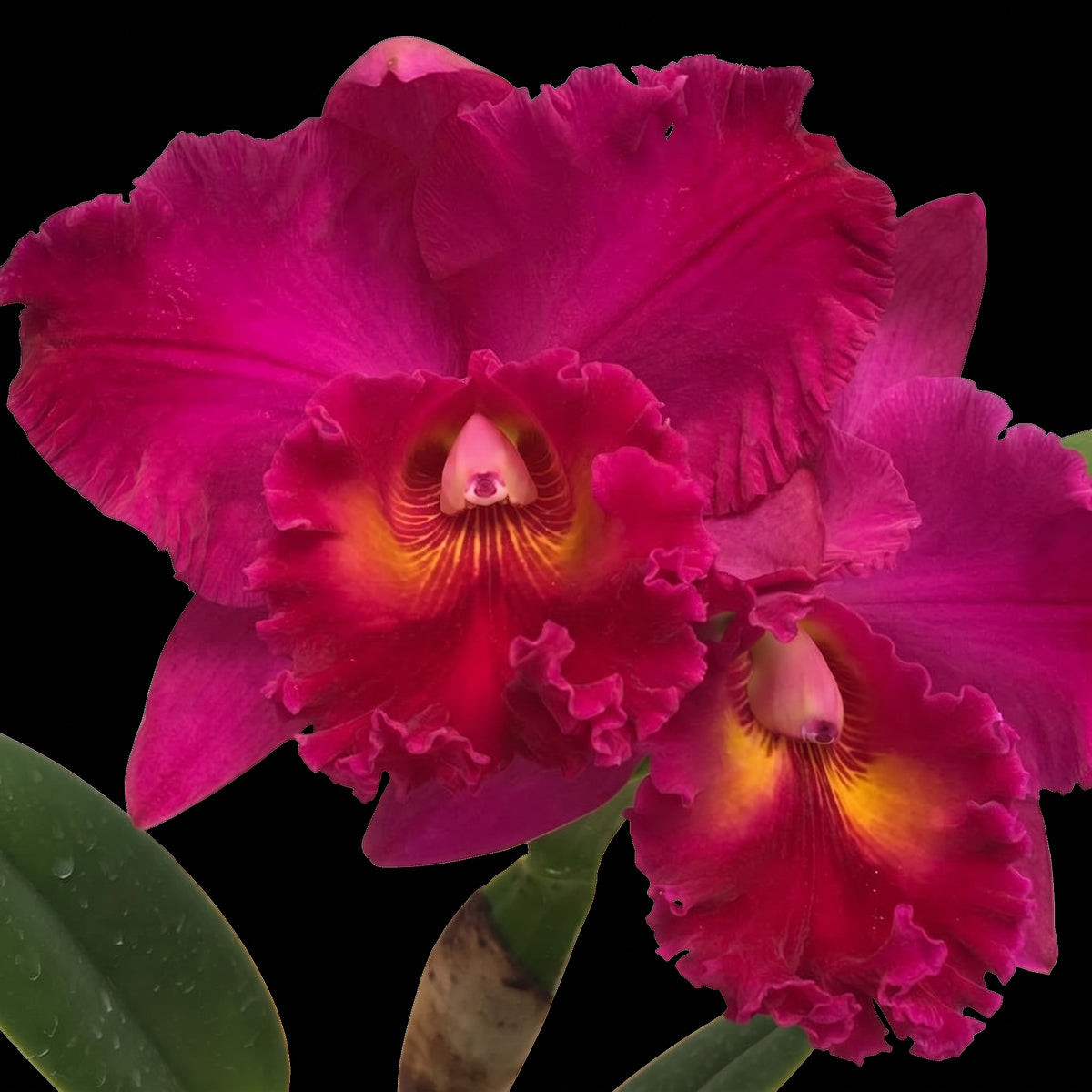 Rlc. Kathy Yamanaka Volcano Queen