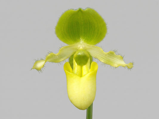 Paph. primulinum (3" Blooming Size - not in flower)