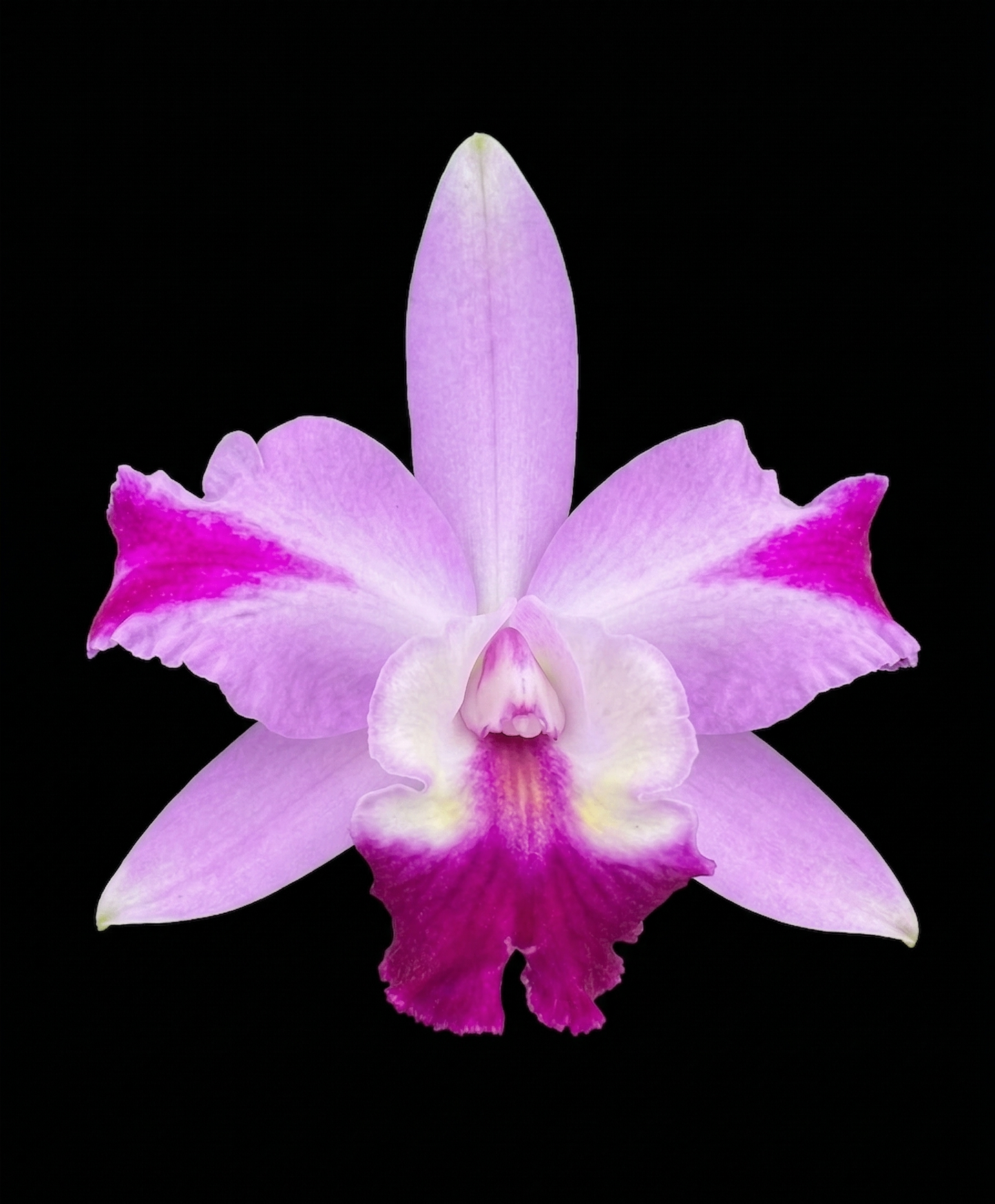 Lc. Cariad's Min-Quinee 'Blue' 4N x C. lueddemanniana var coerulea