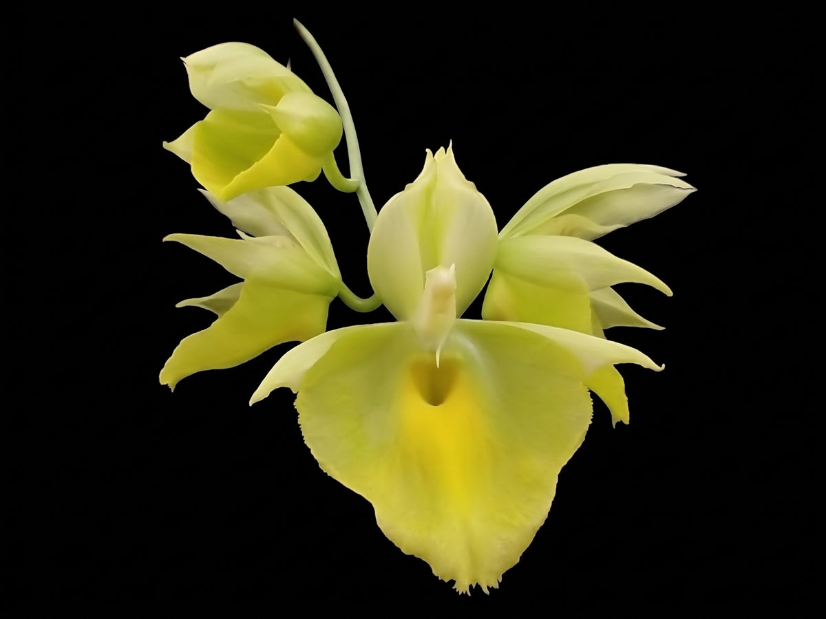 Ctsm. pileatum 'Jumbo Green Gold'