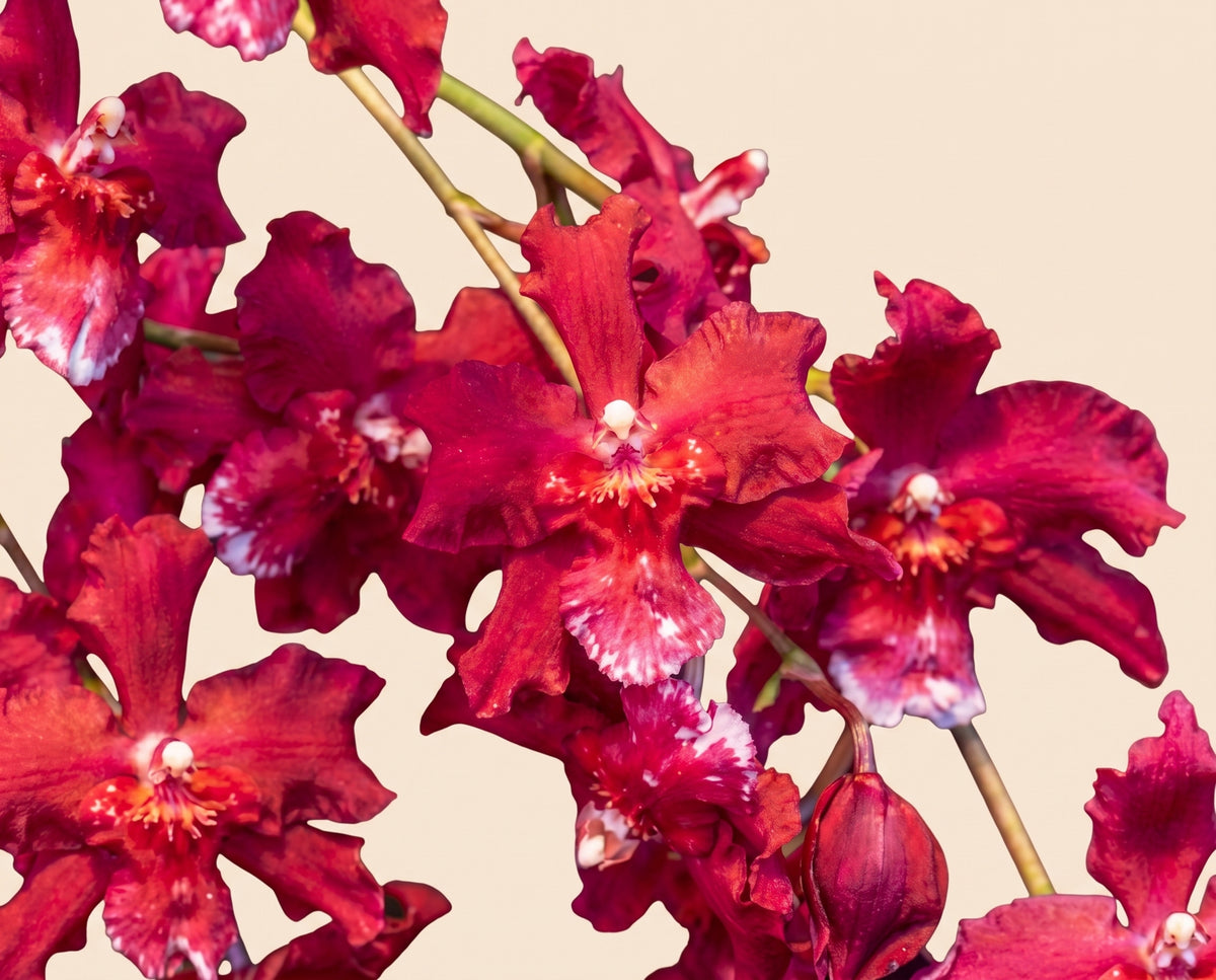 Ons. Red Silk