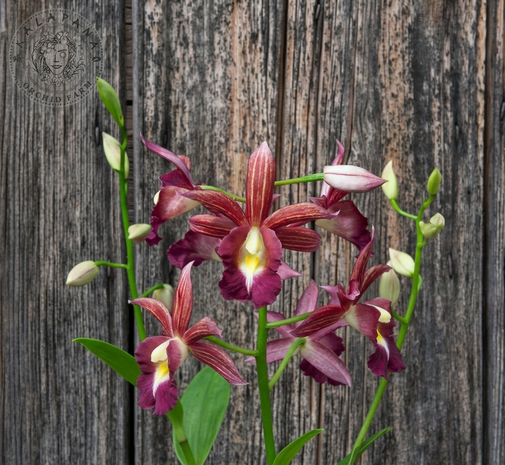 Gastrophaius Cooksoniae