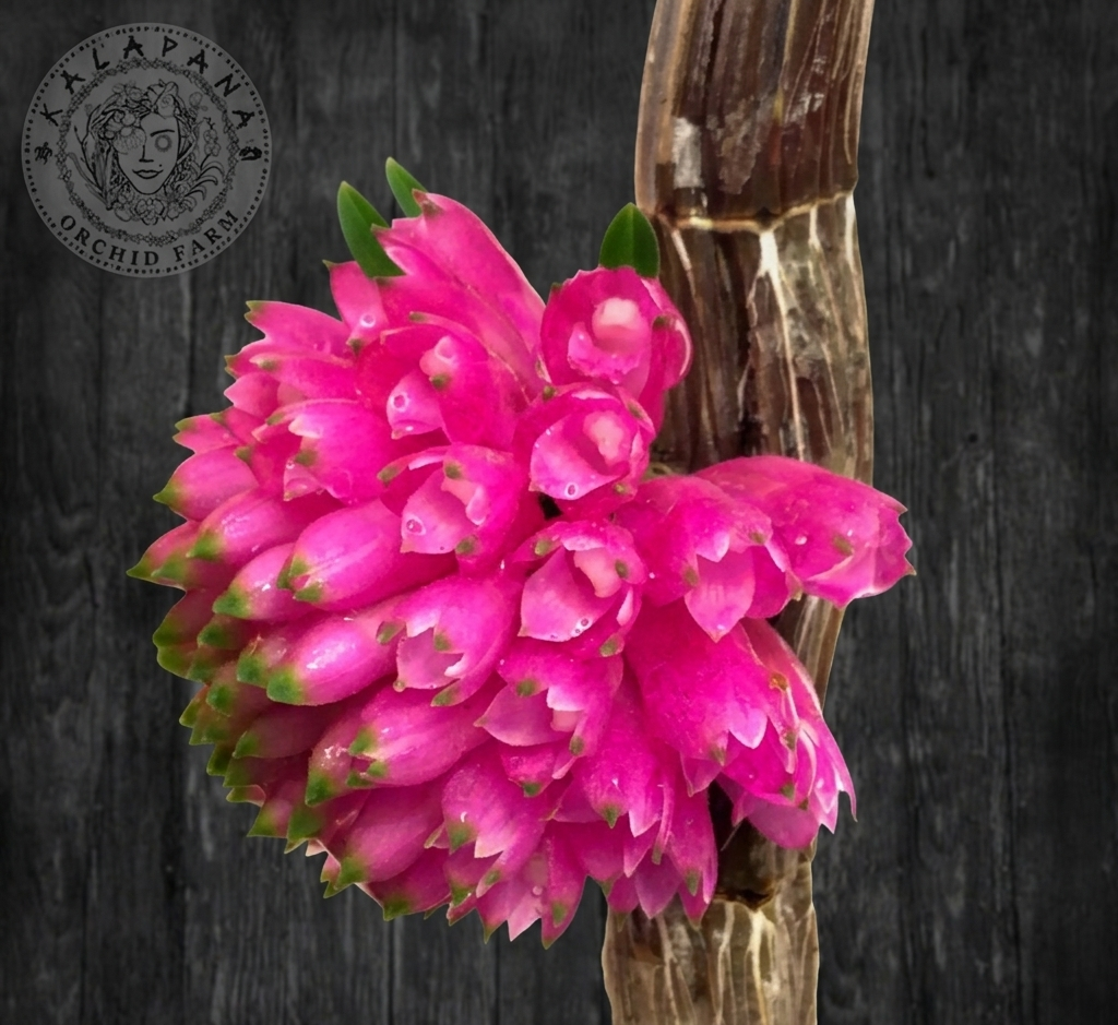 Den. purpureum albesens 'Soft Pink'