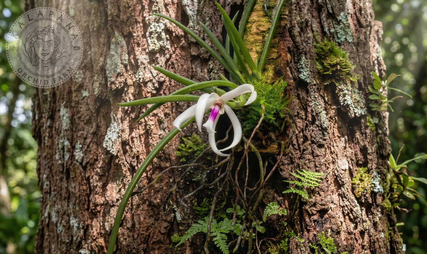 leptotes bicolor