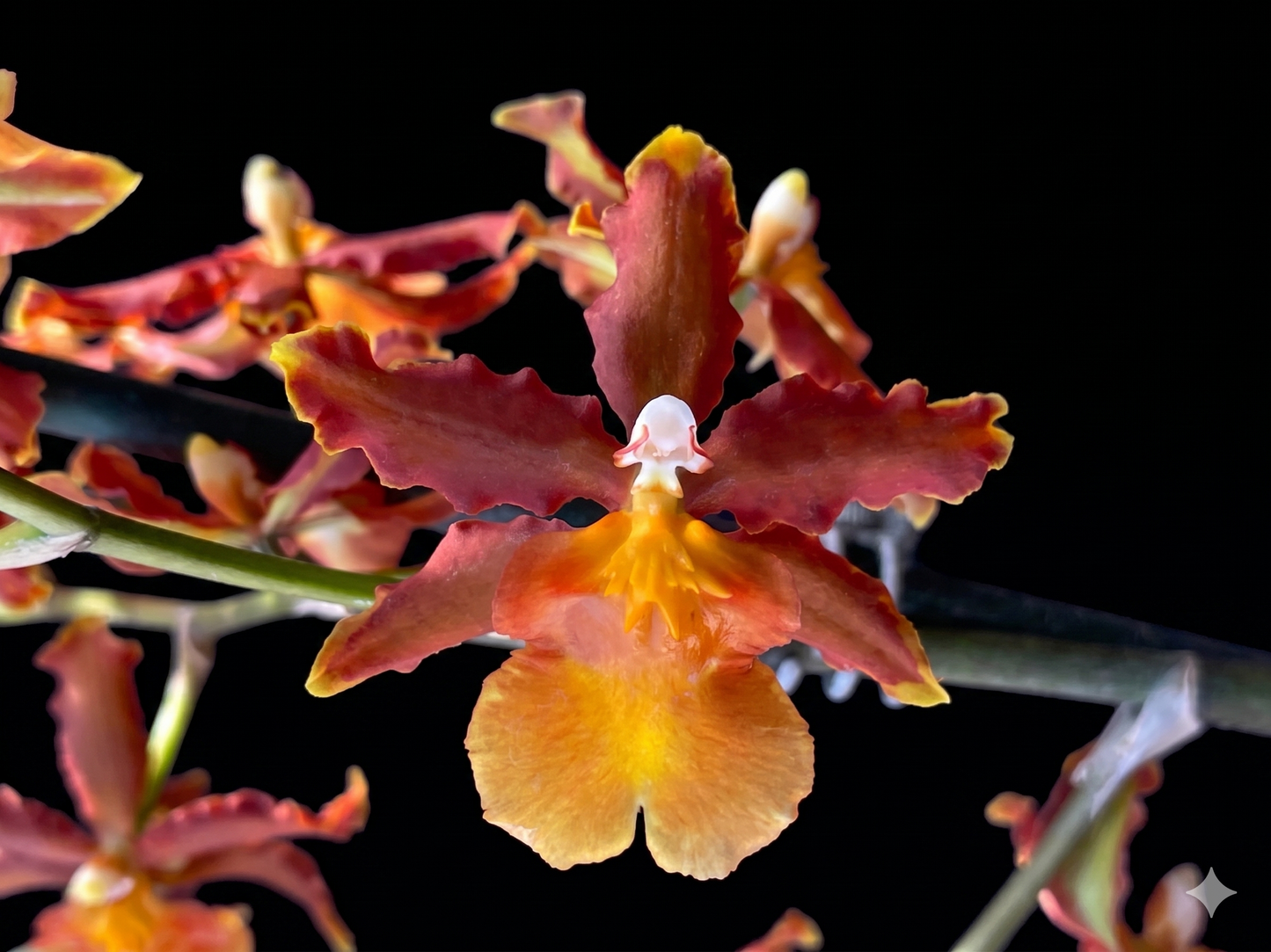 Ons. Catatante 'Orange Kiss'