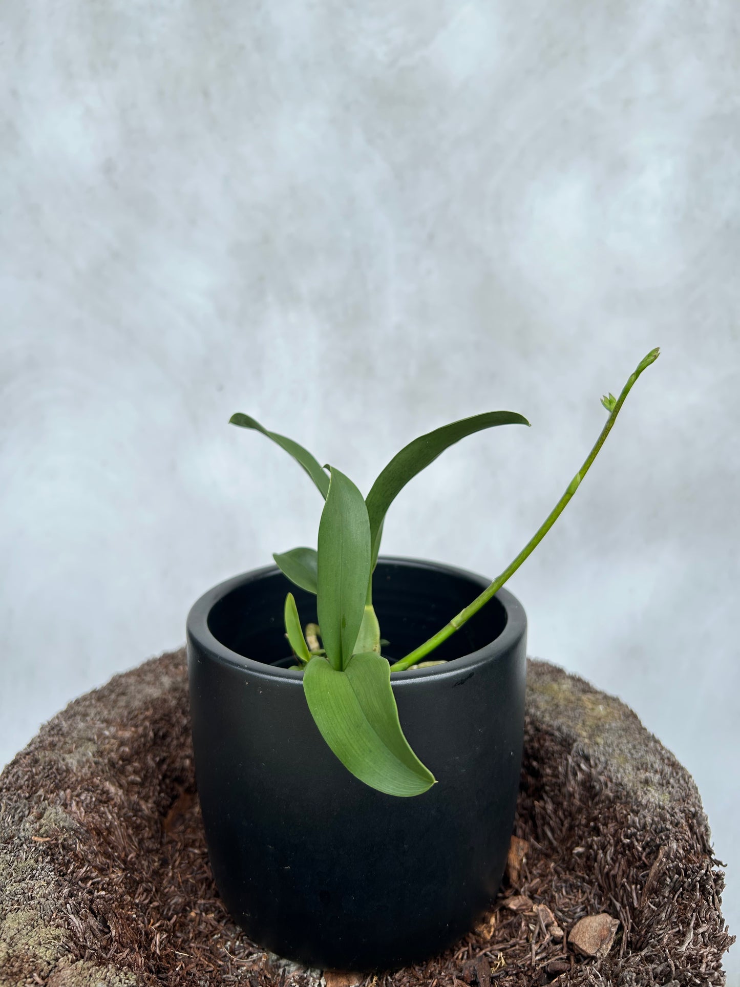 Gomesa Jiaho Queen 'Jia Ho' FCC/AOS GM/TOGA