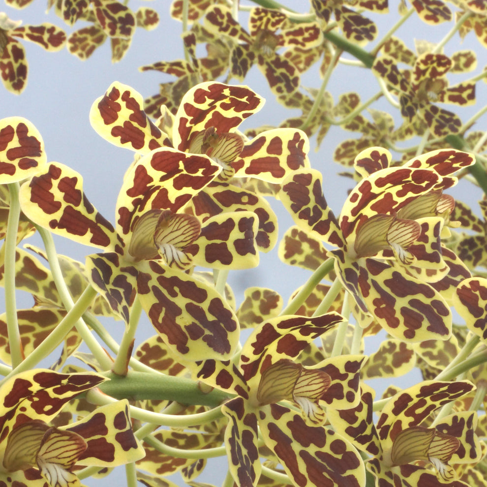 Grammatophylum scriptum var. Leopard -Blooming size – Kalapana Orchid Farm