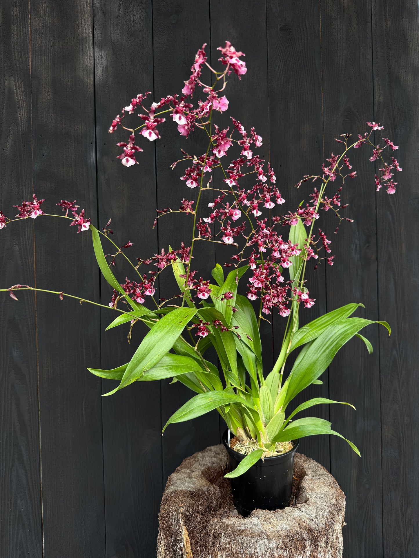 Onc. Heaven Scent 'Sweet Baby'