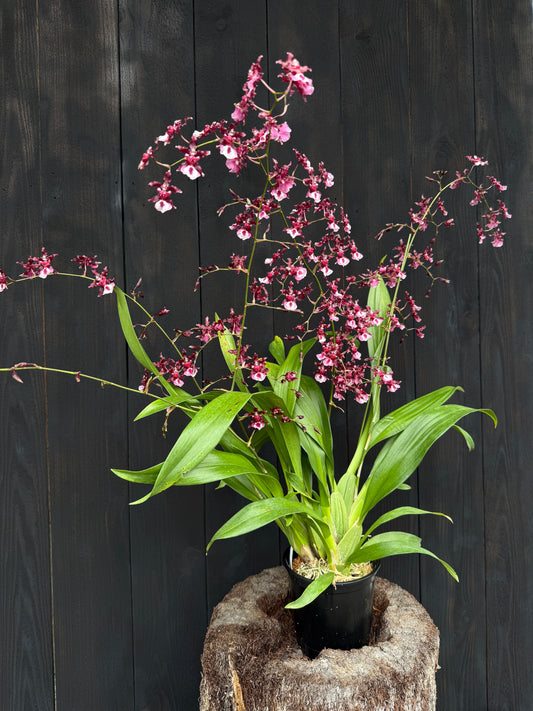 Onc. Heaven Scent 'Sweet Baby'