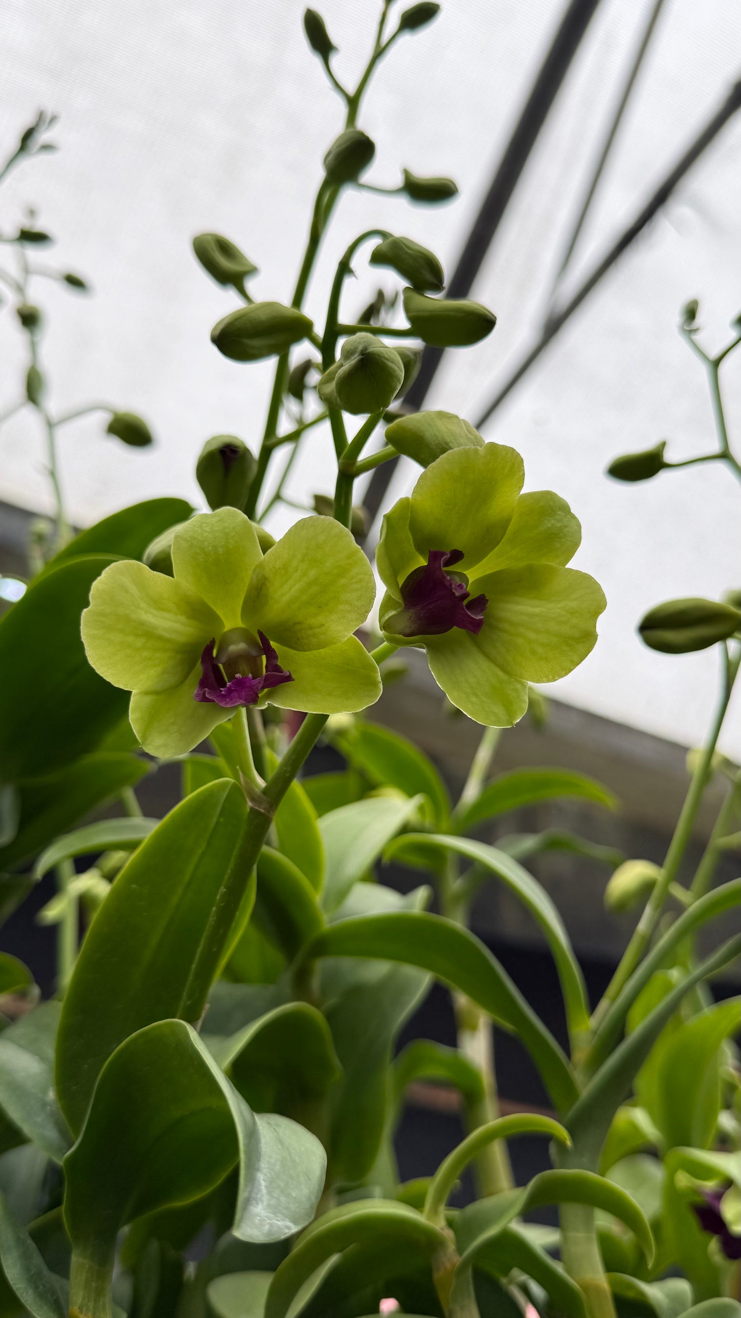 Dendrobium Burana Green Way