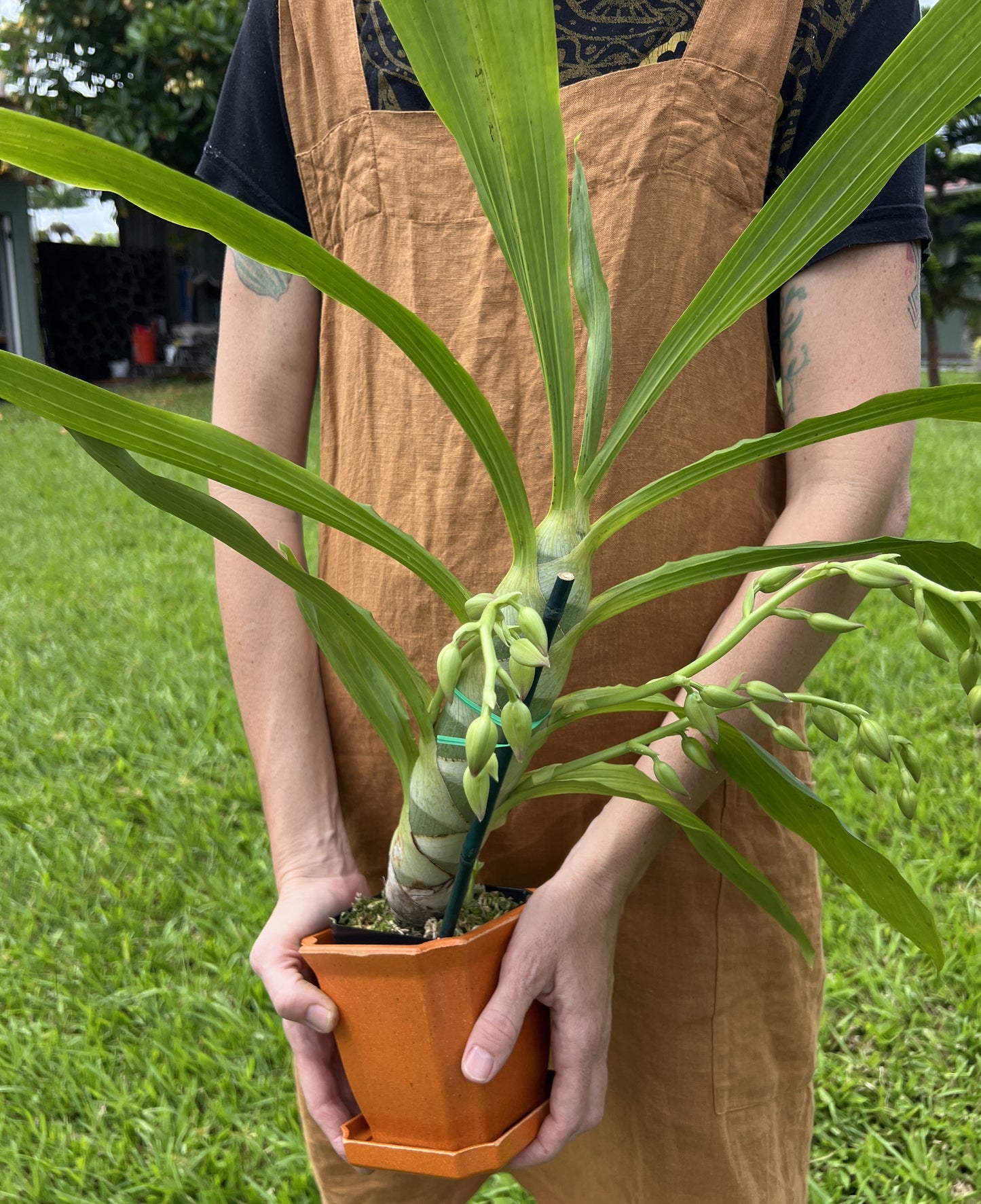 Cycnodes (Cycd.) Taiwan Gold ‘Orange’  with Eco Pot