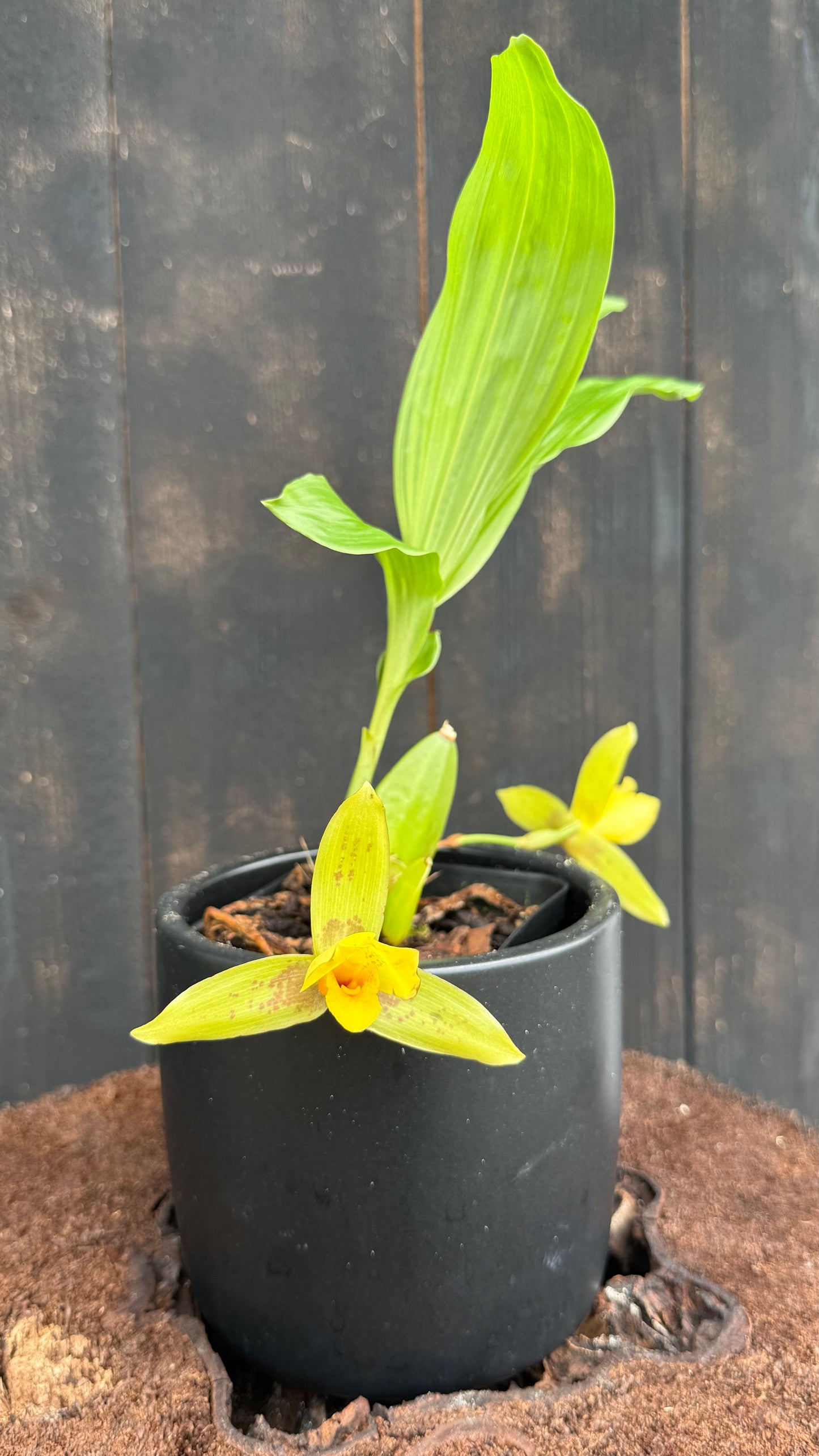Lycaste Powellii x Lycaste Cruenta (The Golden Spice Lycaste)