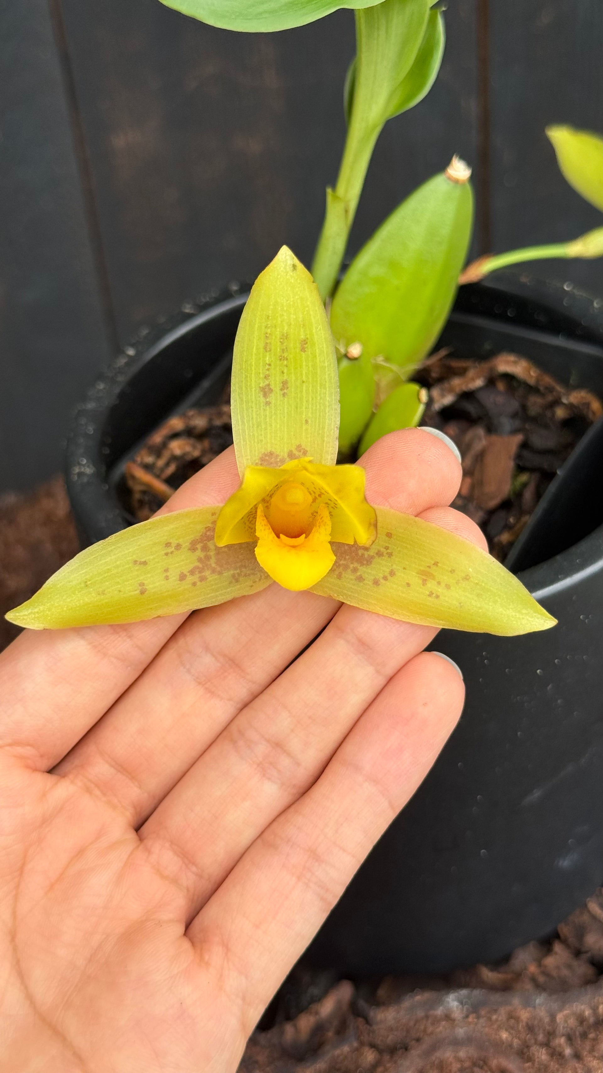 Lycaste Powellii x Lycaste Cruenta (The Golden Spice Lycaste