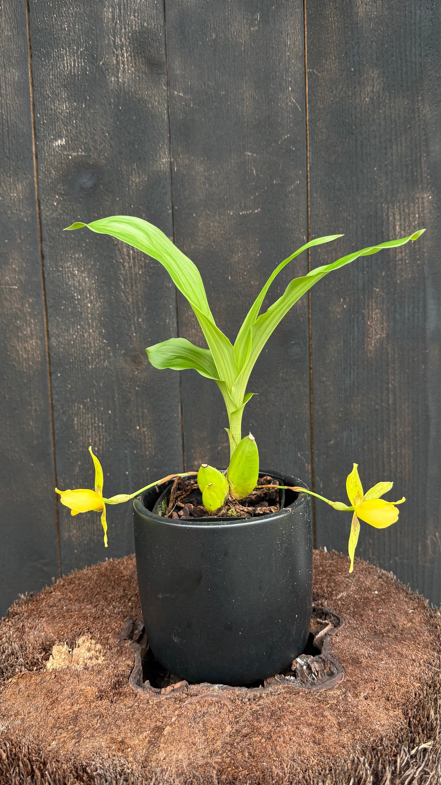 Lycaste Powellii x Lycaste Cruenta (The Golden Spice Lycaste)