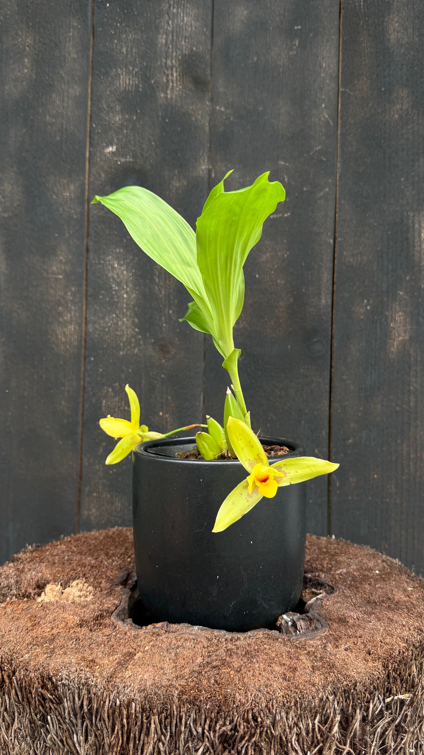 Lycaste Powellii x Lycaste Cruenta (The Golden Spice Lycaste)