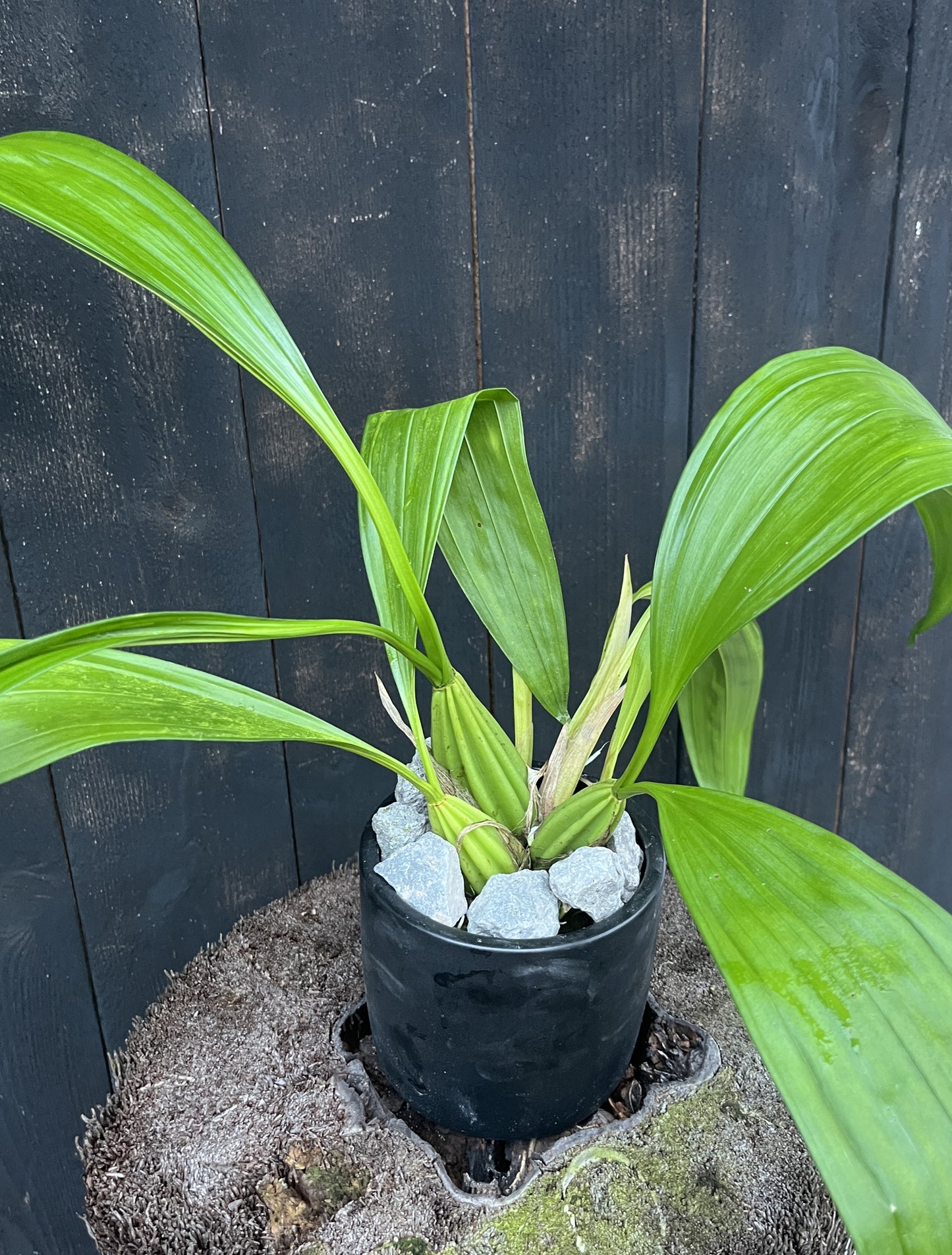 Coryanthes macrantha - blooming size