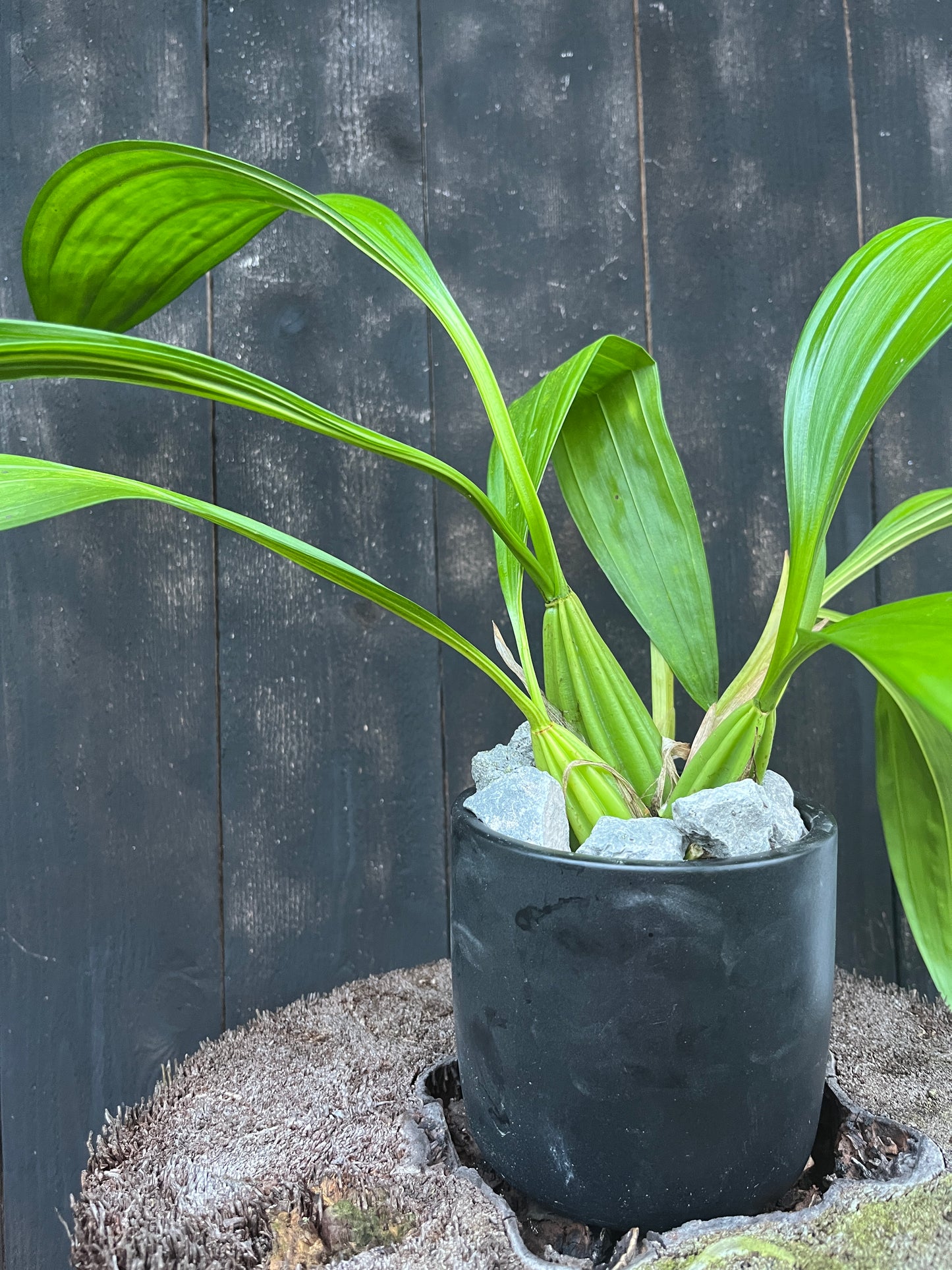 Coryanthes macrantha - blooming size