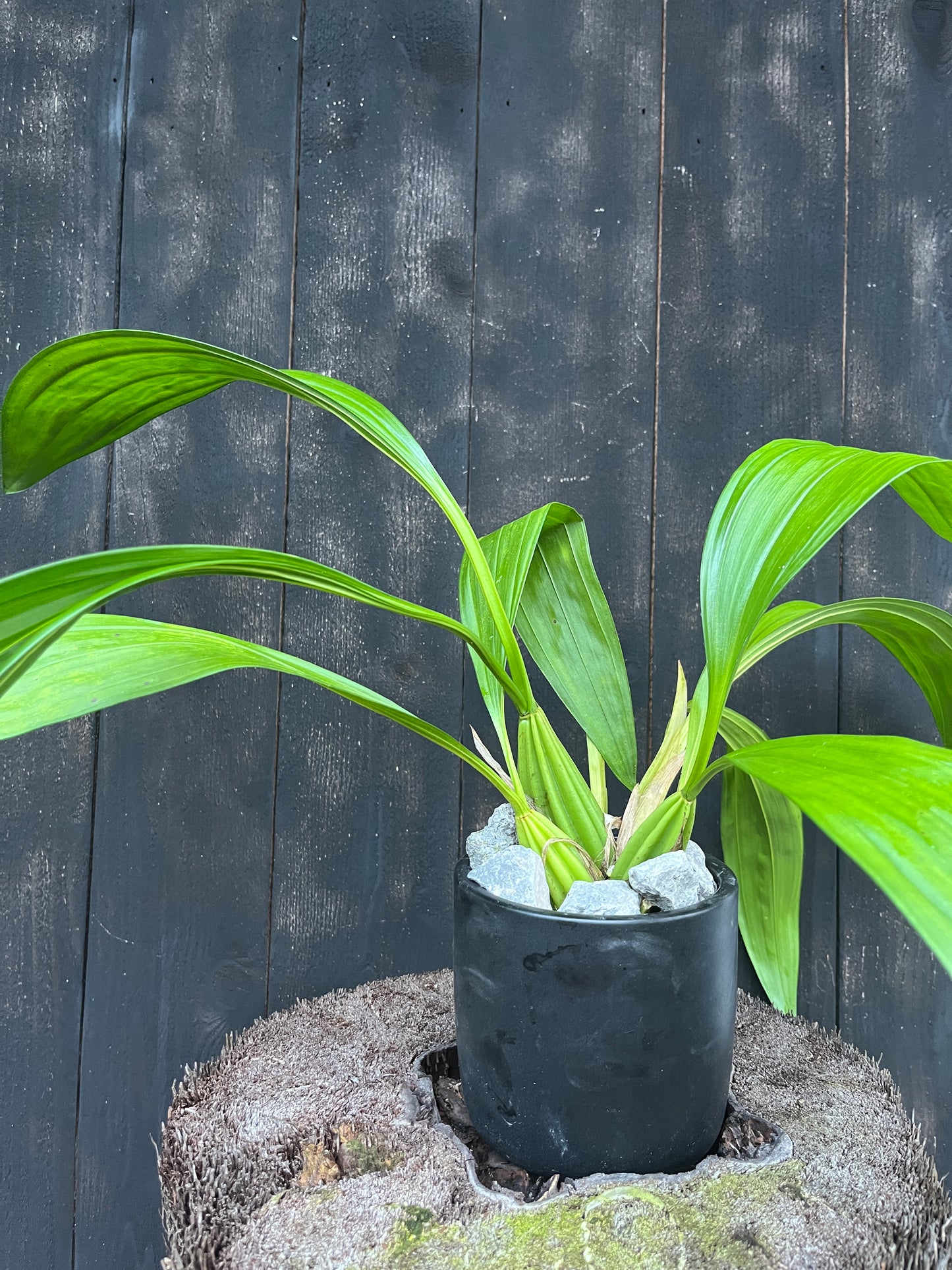 Coryanthes macrantha - blooming size
