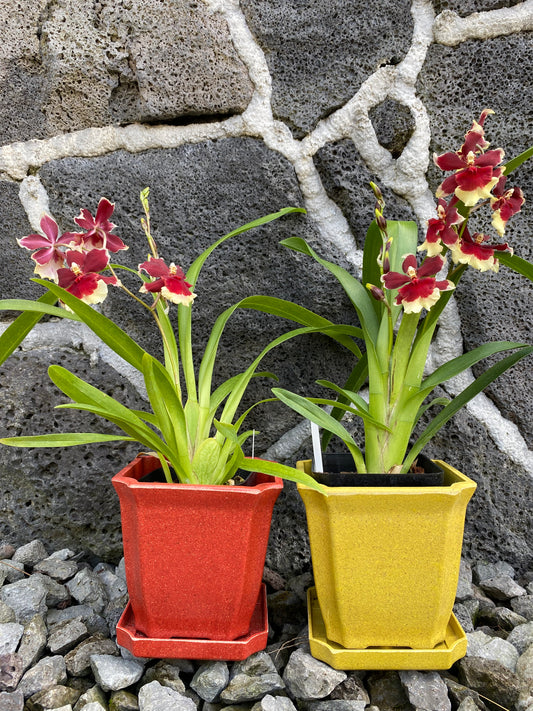 Oip. Crimson Pride in spike with Eco Pot