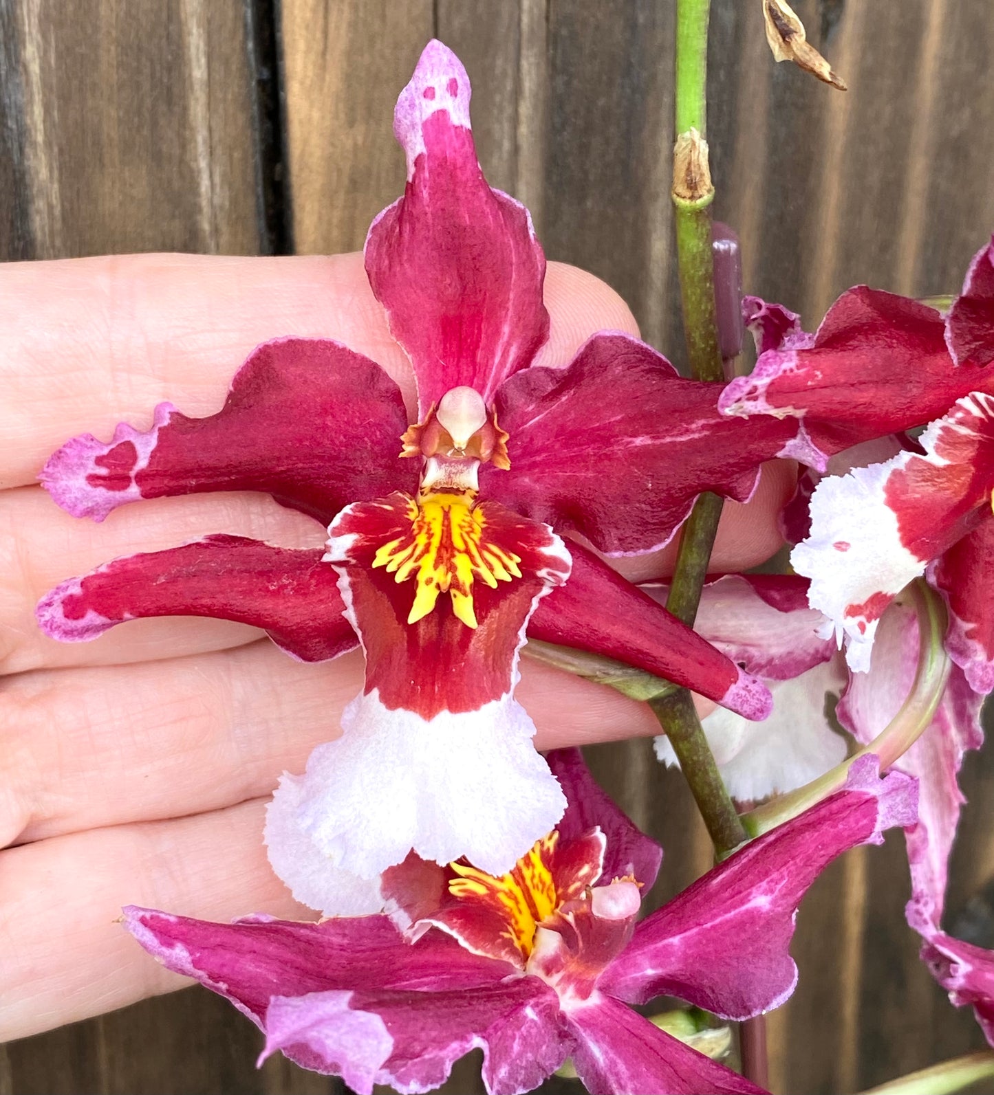 Onc. Martian Leather 'Berrylicious'