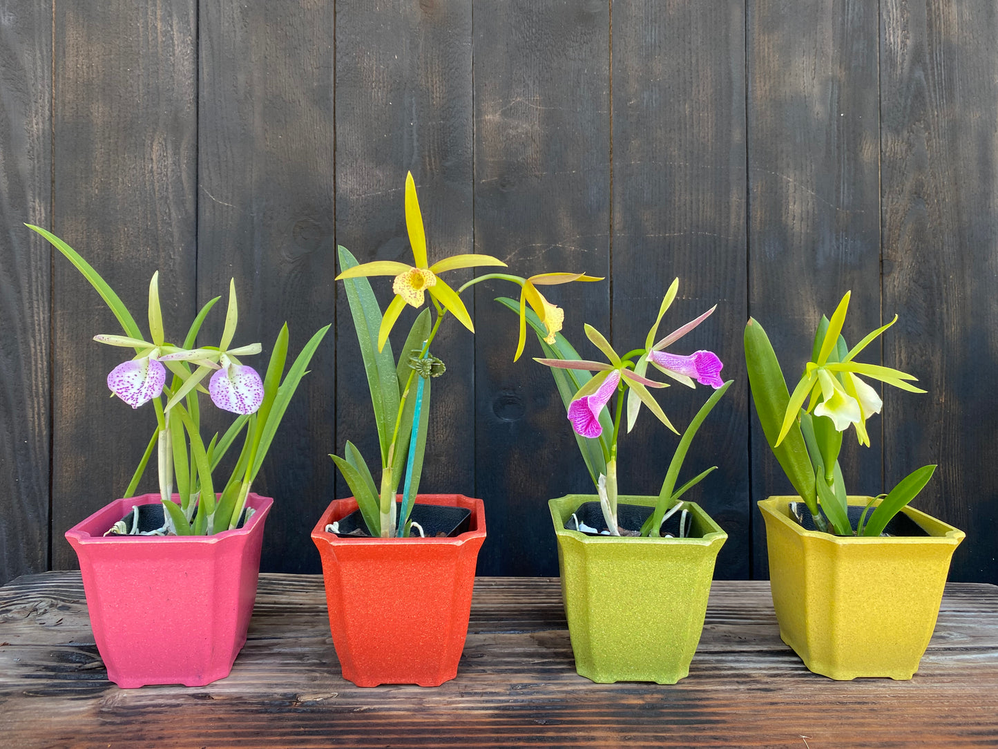 🌺Cattleya Gift Box Special!🌸 Includes Shipping!