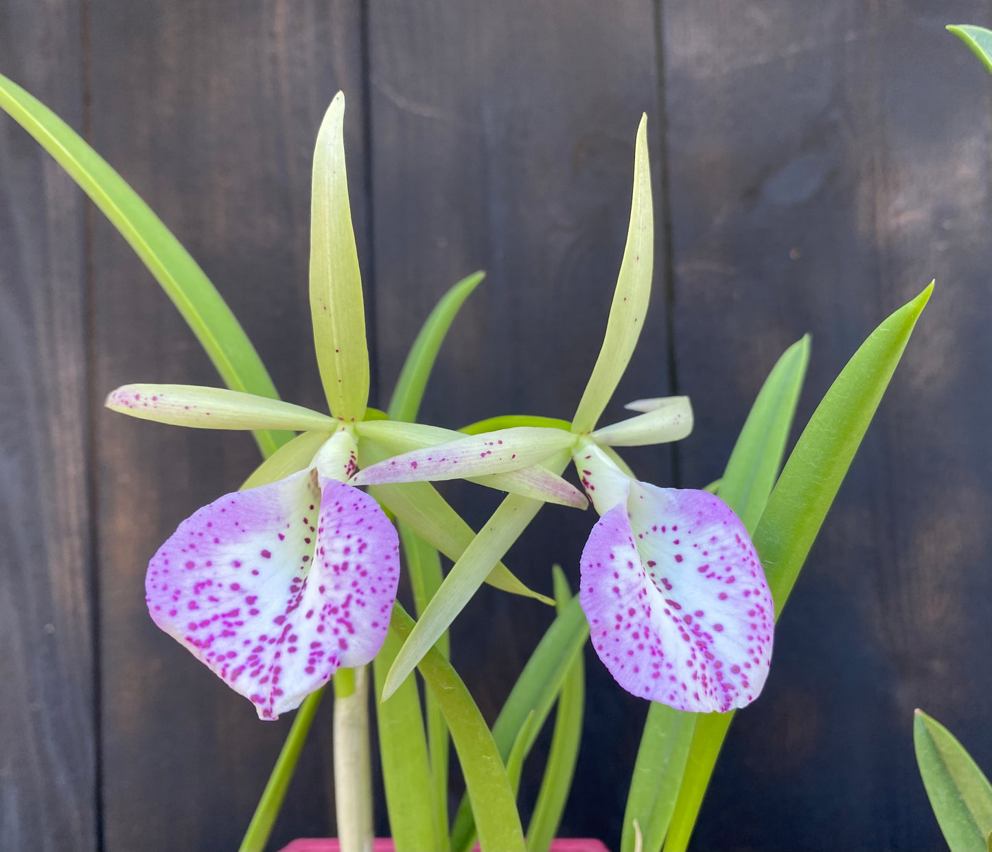 🌺Cattleya Gift Box Special!🌸 Includes Shipping!