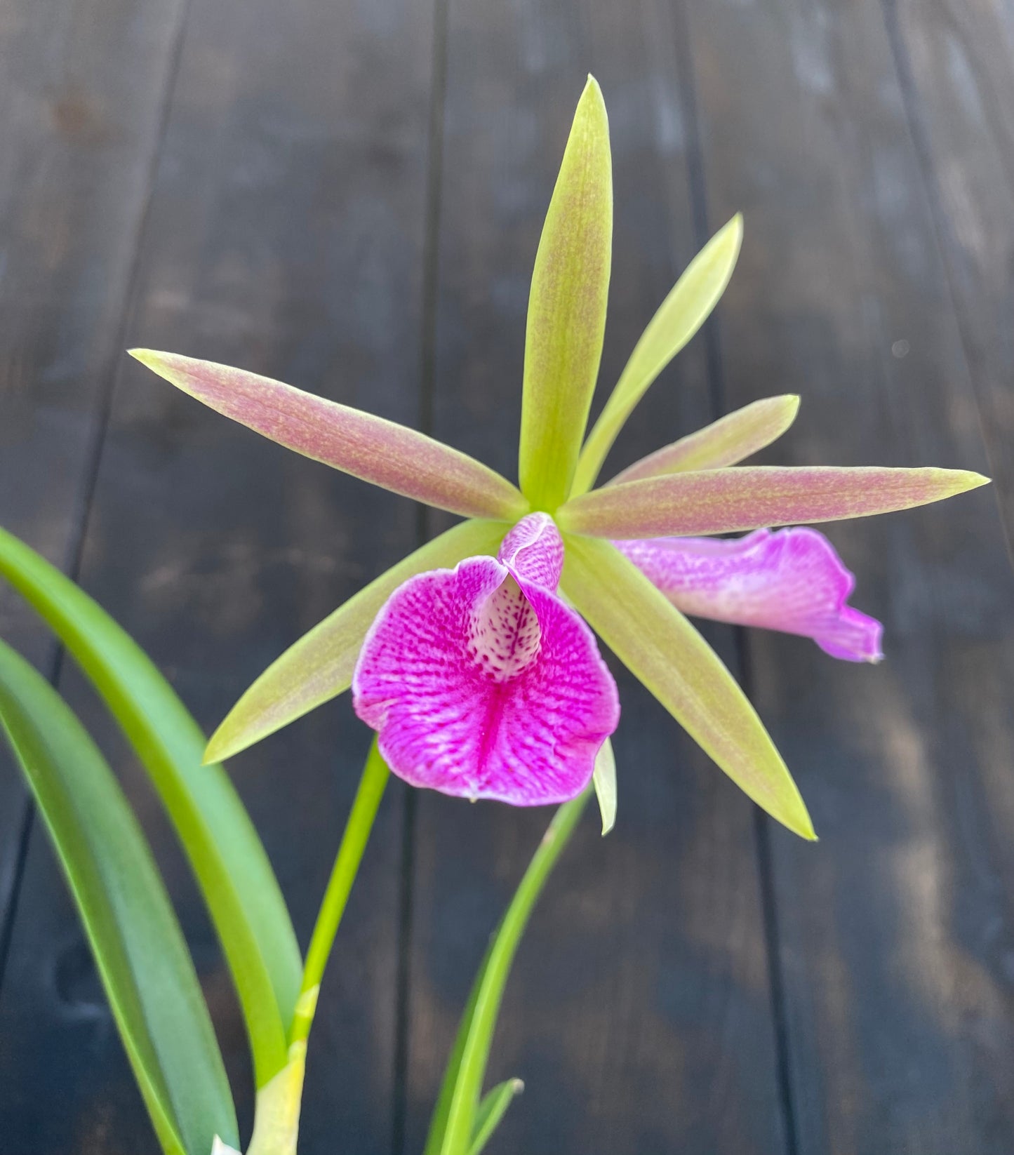 🌺Cattleya Gift Box Special!🌸 Includes Shipping!