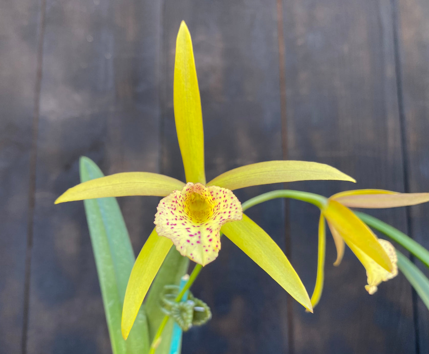 🌺Cattleya Gift Box Special!🌸 Includes Shipping!