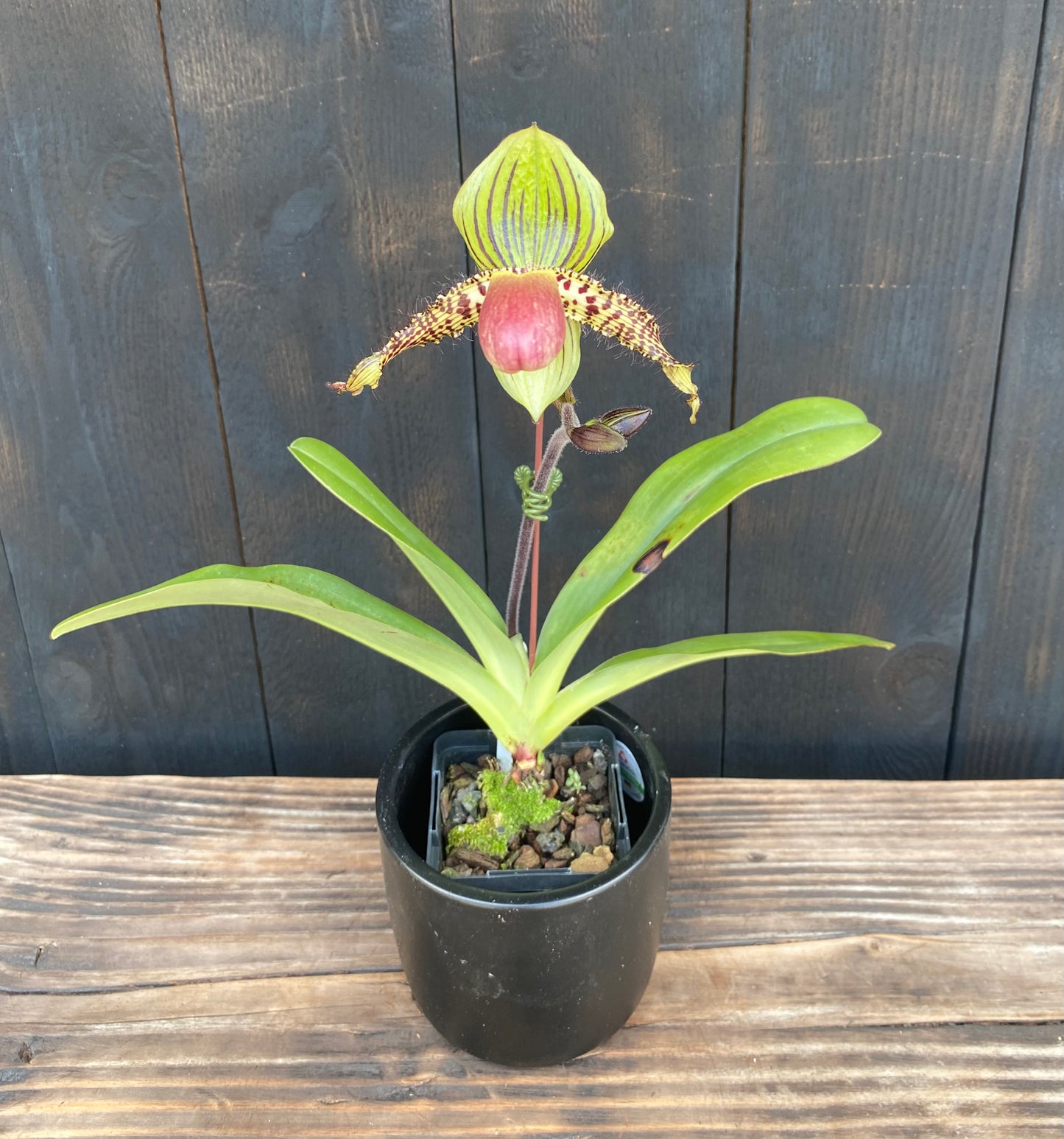 Paphiopedilum Vanguard