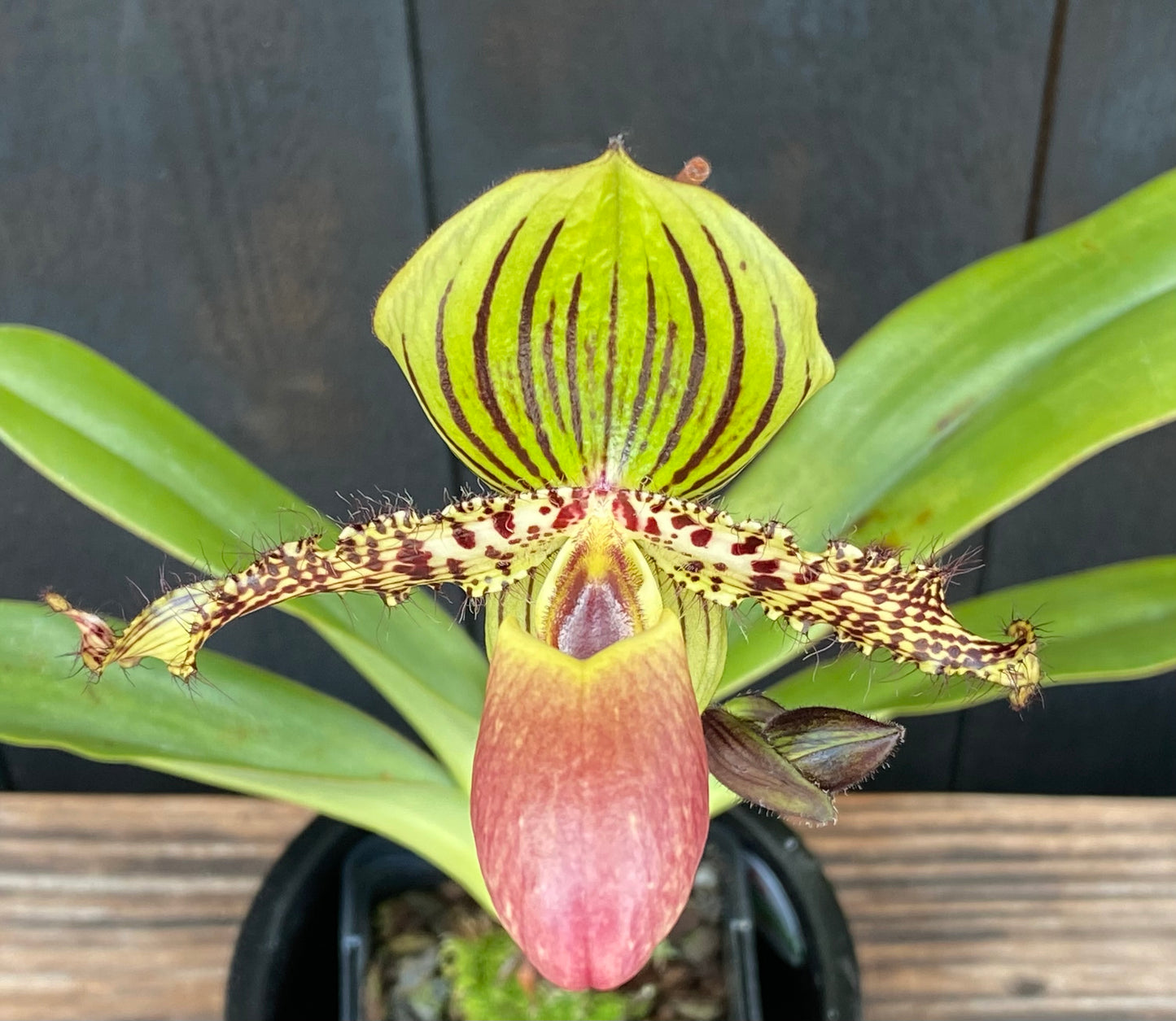 Paphiopedilum Vanguard