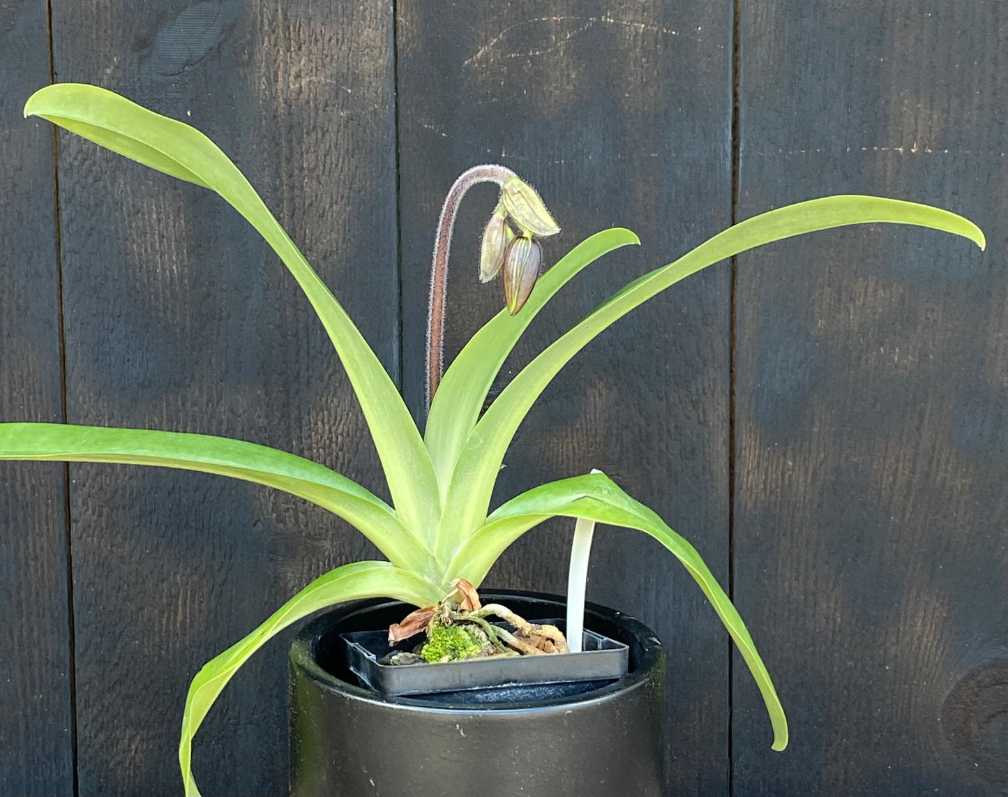 Paphiopedilum Vanguard