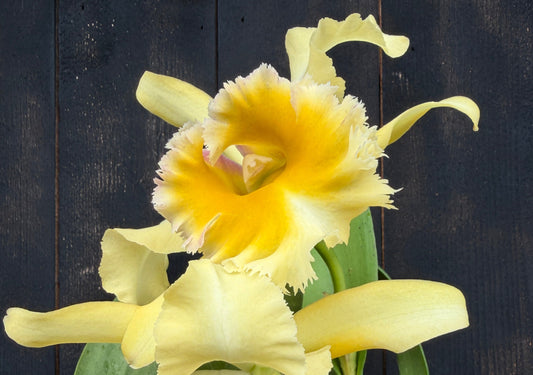 Rlc. Emily Simmons 'Mendenhall' - FCC/AOS