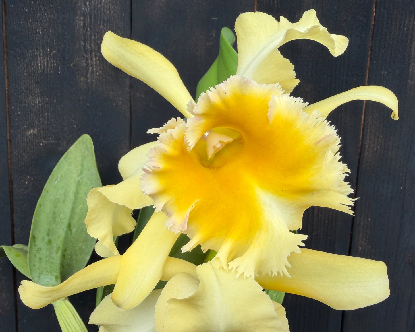 Rlc. Emily Simmons 'Mendenhall' - FCC/AOS