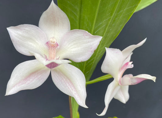 Ianclarkara Cheyenne Marie 'Pink Ice'