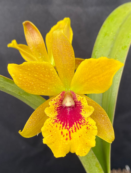 Epilaeliocattleya Jackie Bright