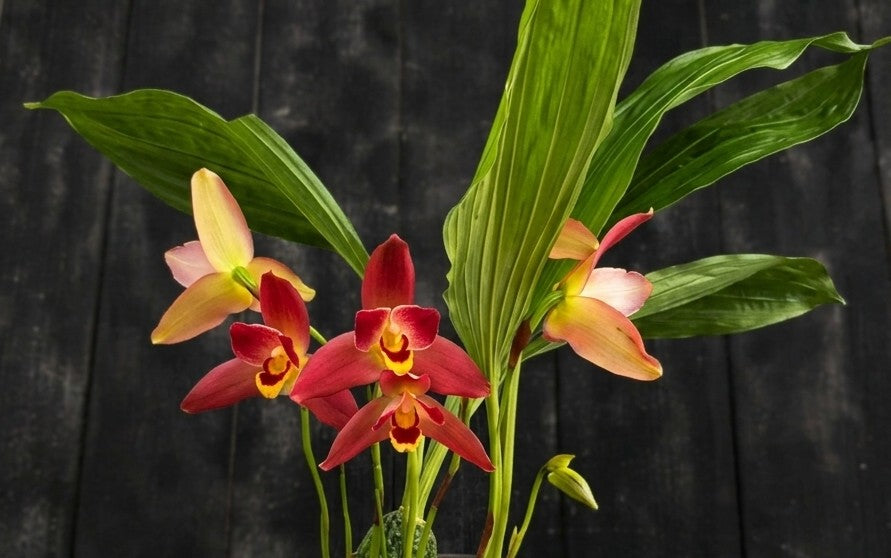 Lys. Red Jewel 'Hilo Girl' 3" pot blooming size (no flower)
